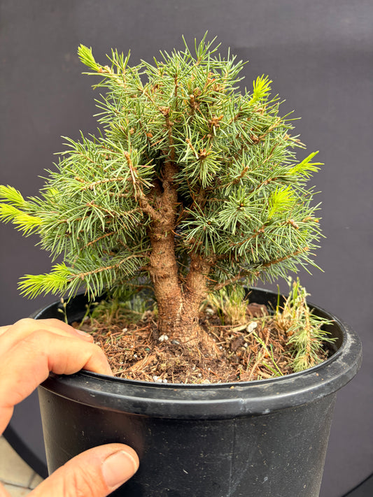 Dwarf Alberta spruce