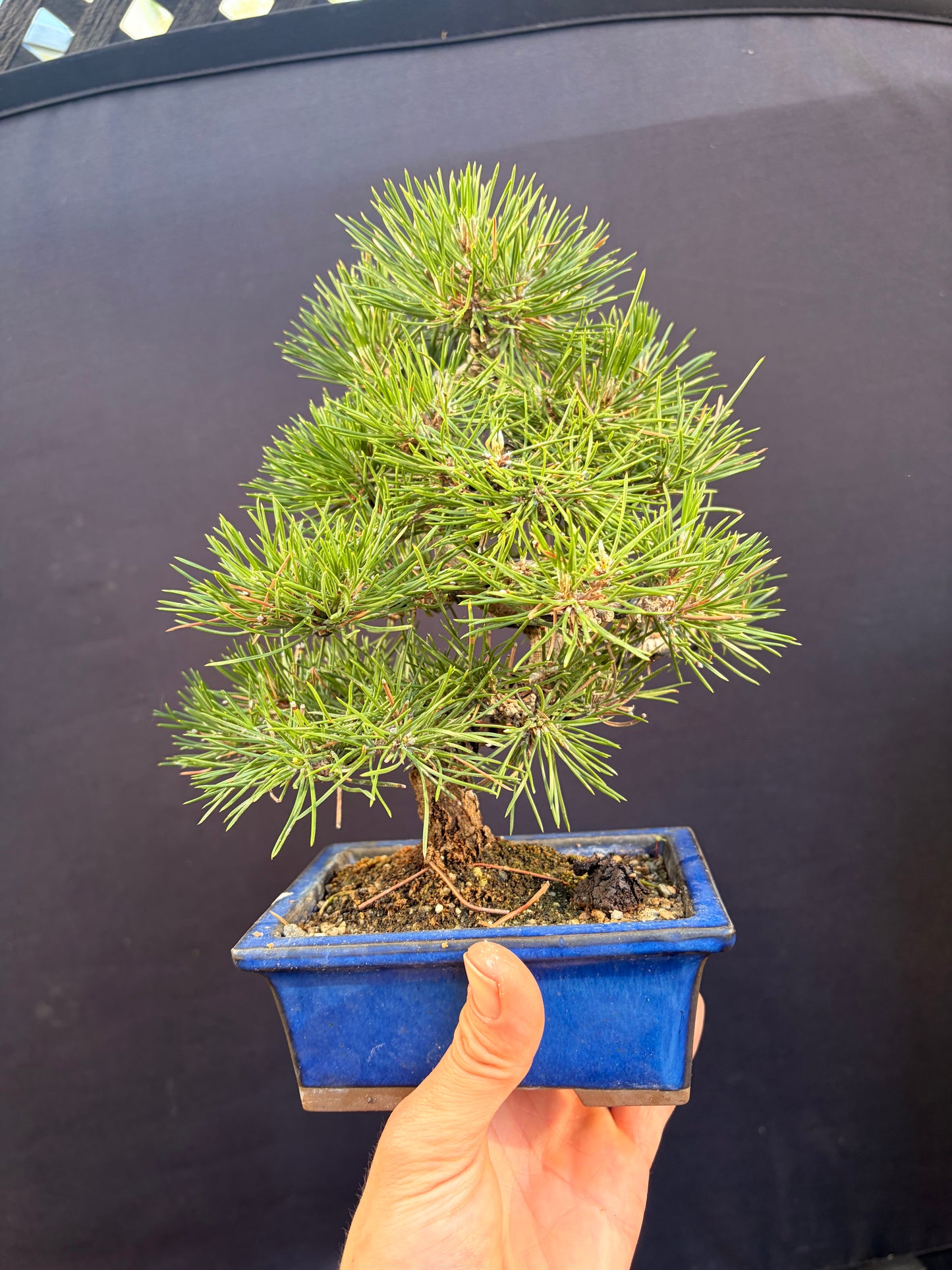 Japanese black pine