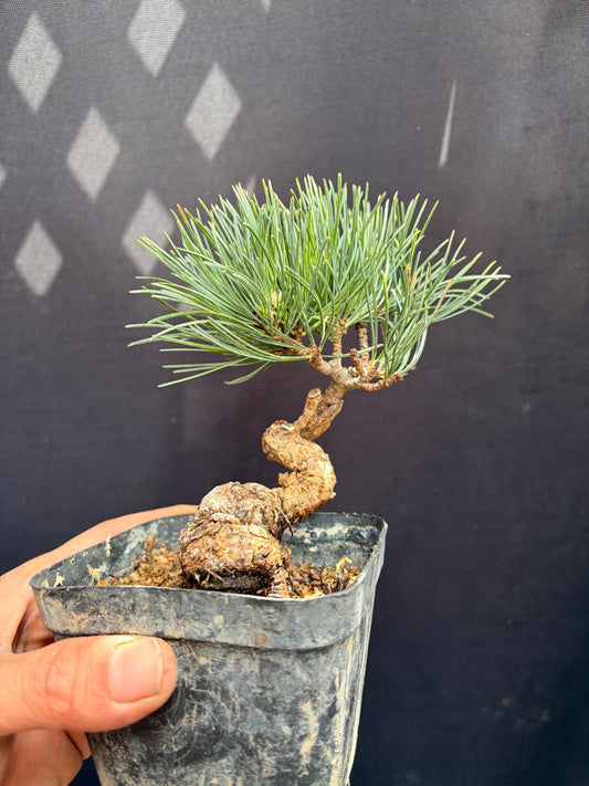 White pine on black pine