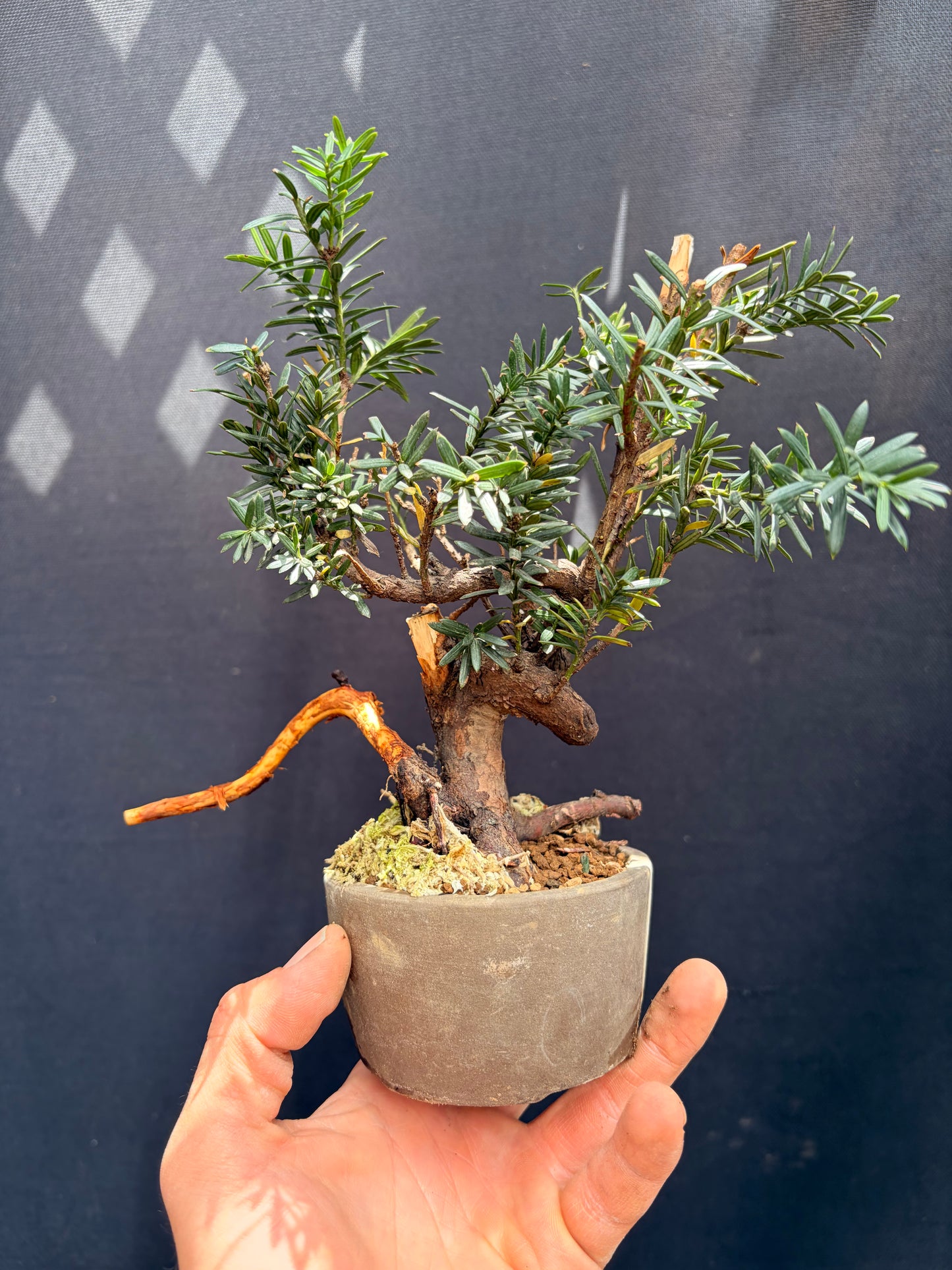 Japanese yew