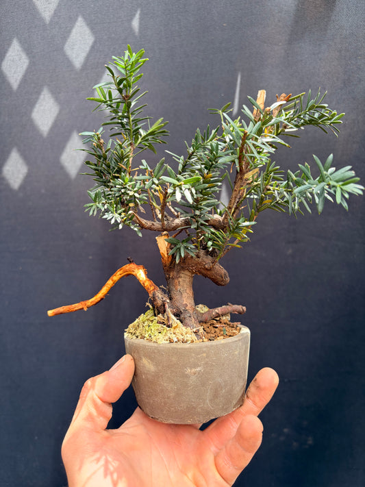 Japanese yew