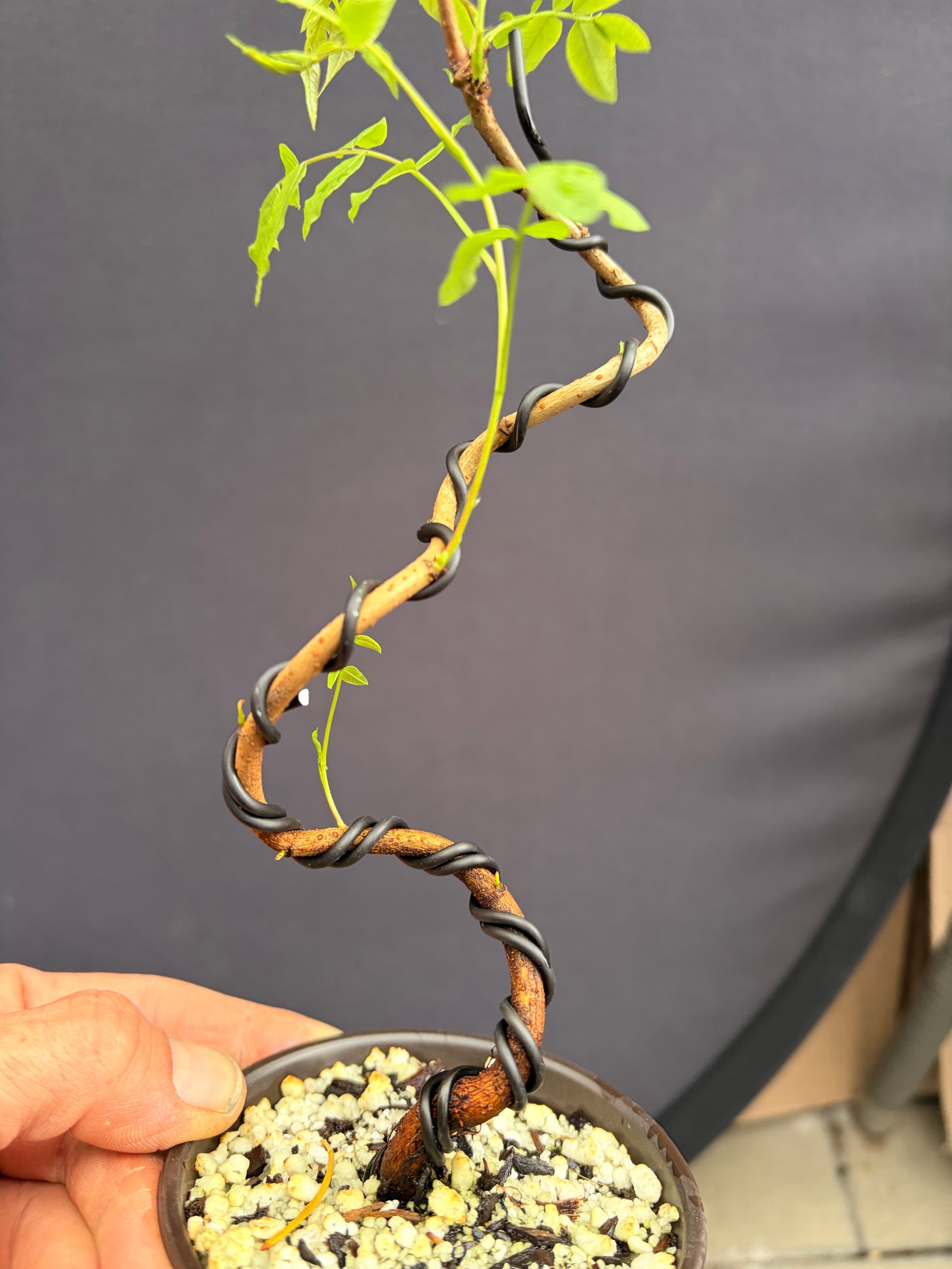 Chinese pistachio
