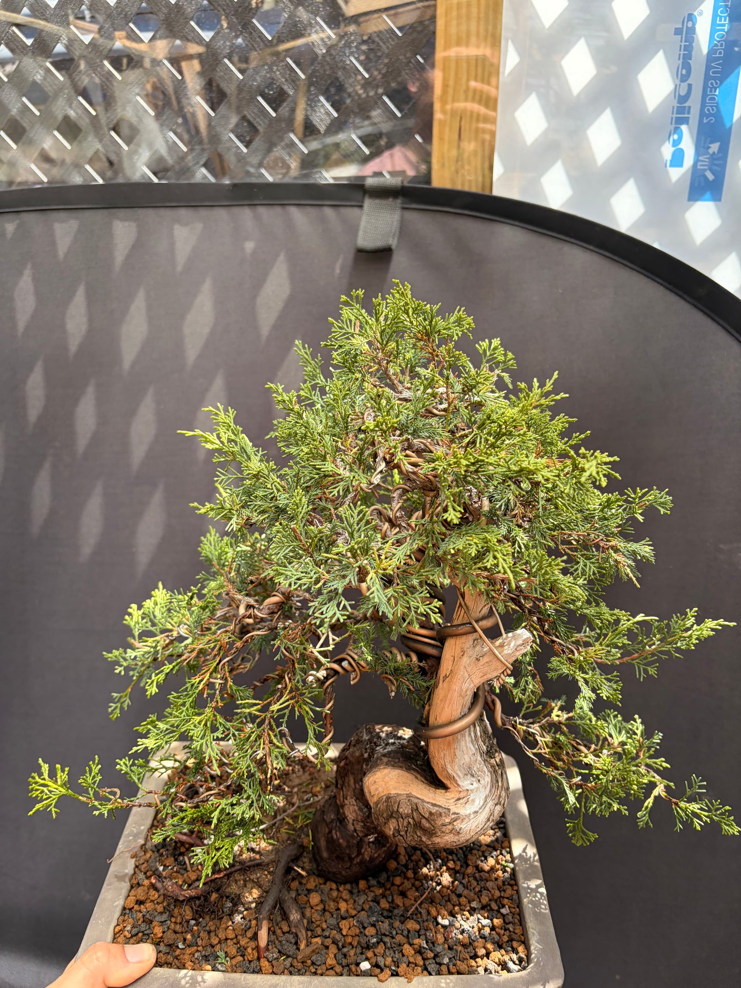 Shimpaku juniper itoigawa