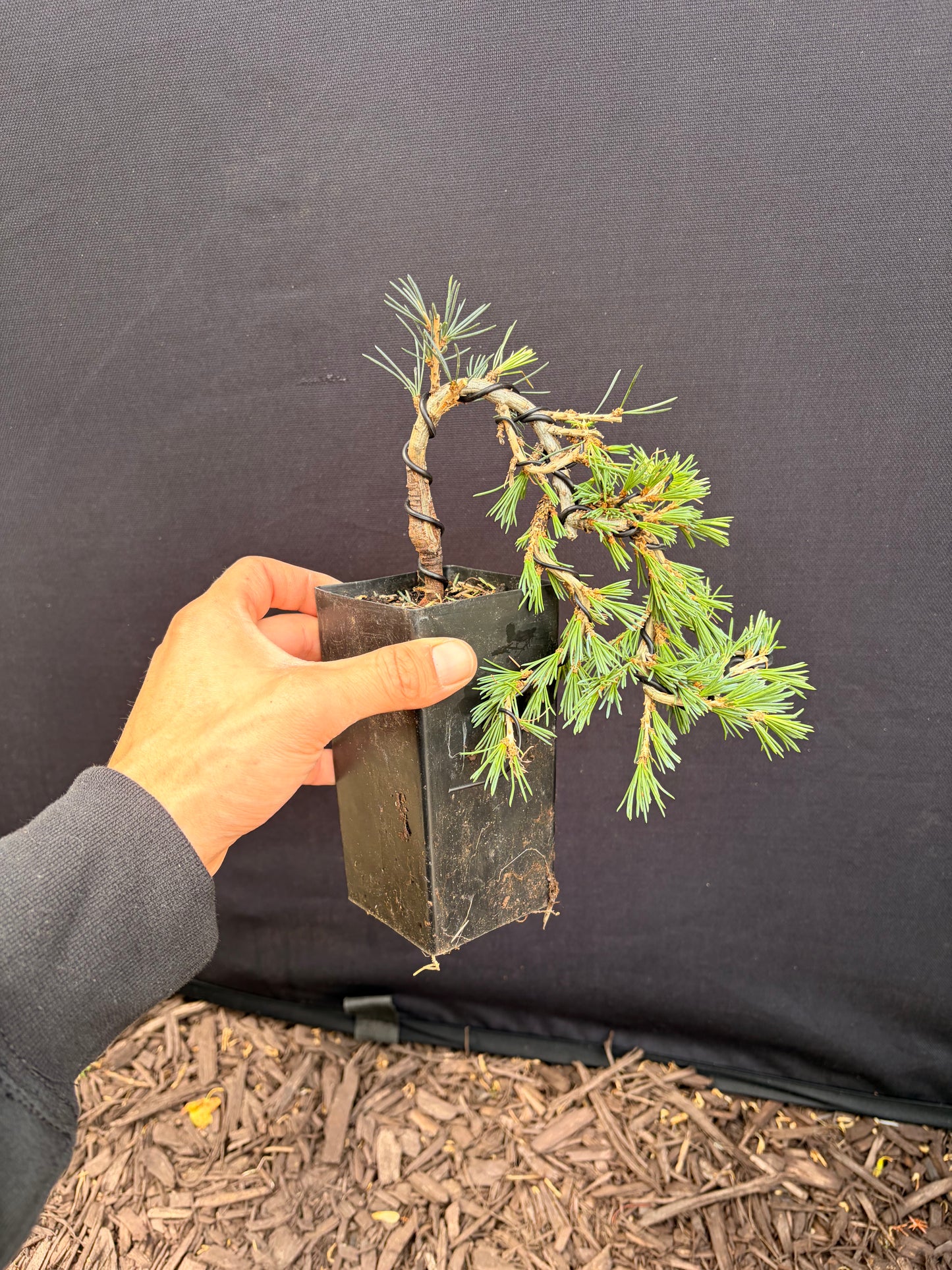 Blue atlas cedar dwarf