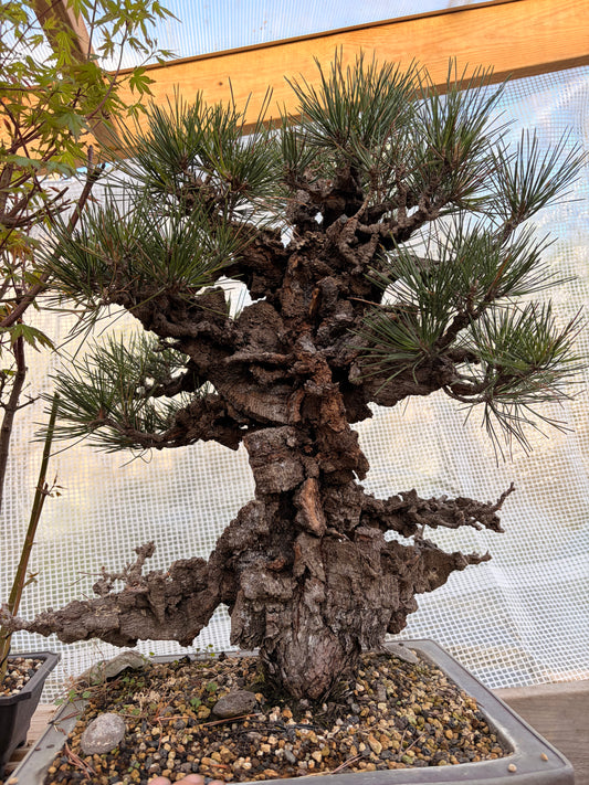 Japanese black pine cork bark yume nishiki