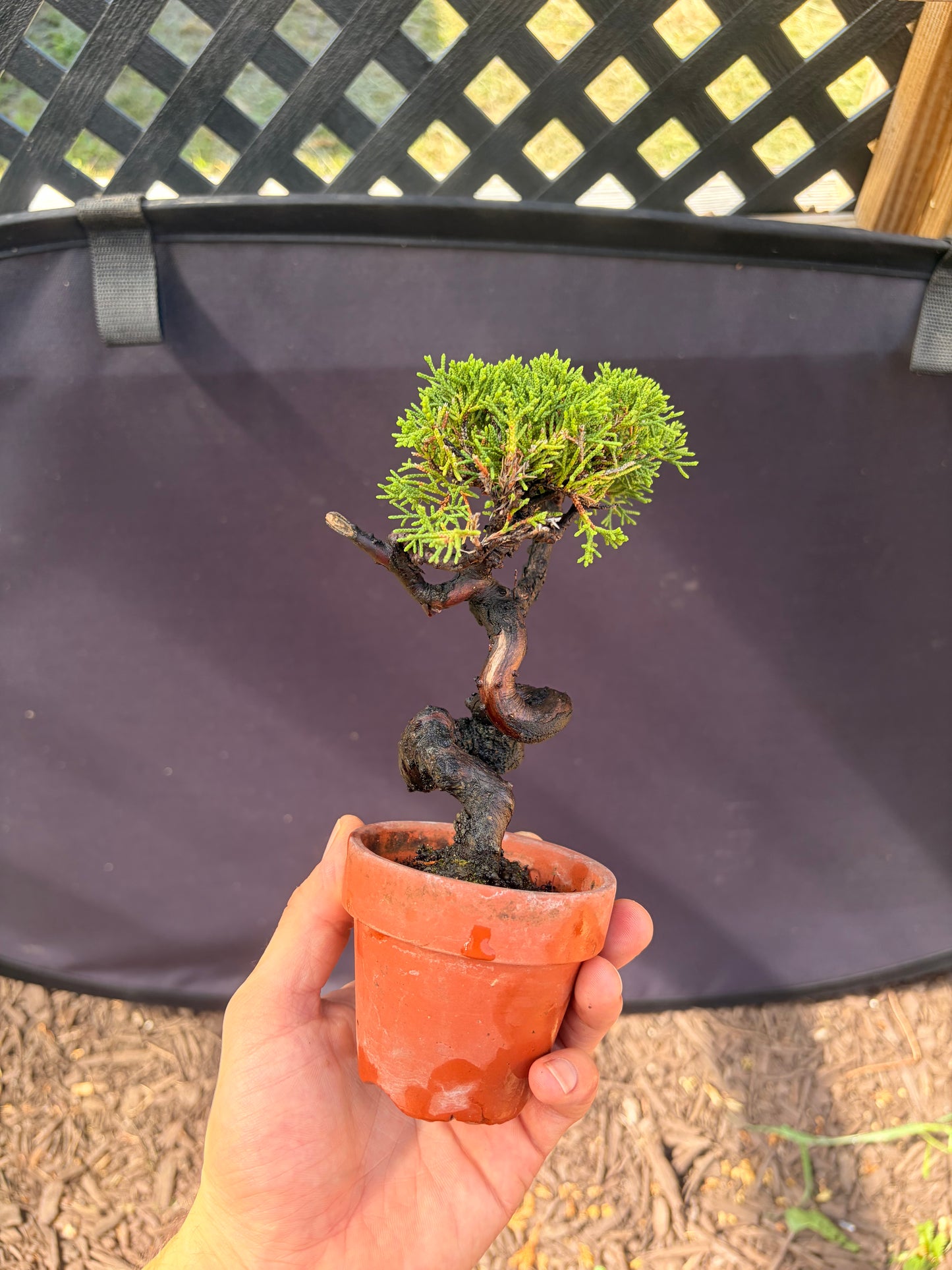Shimpaku juniper
