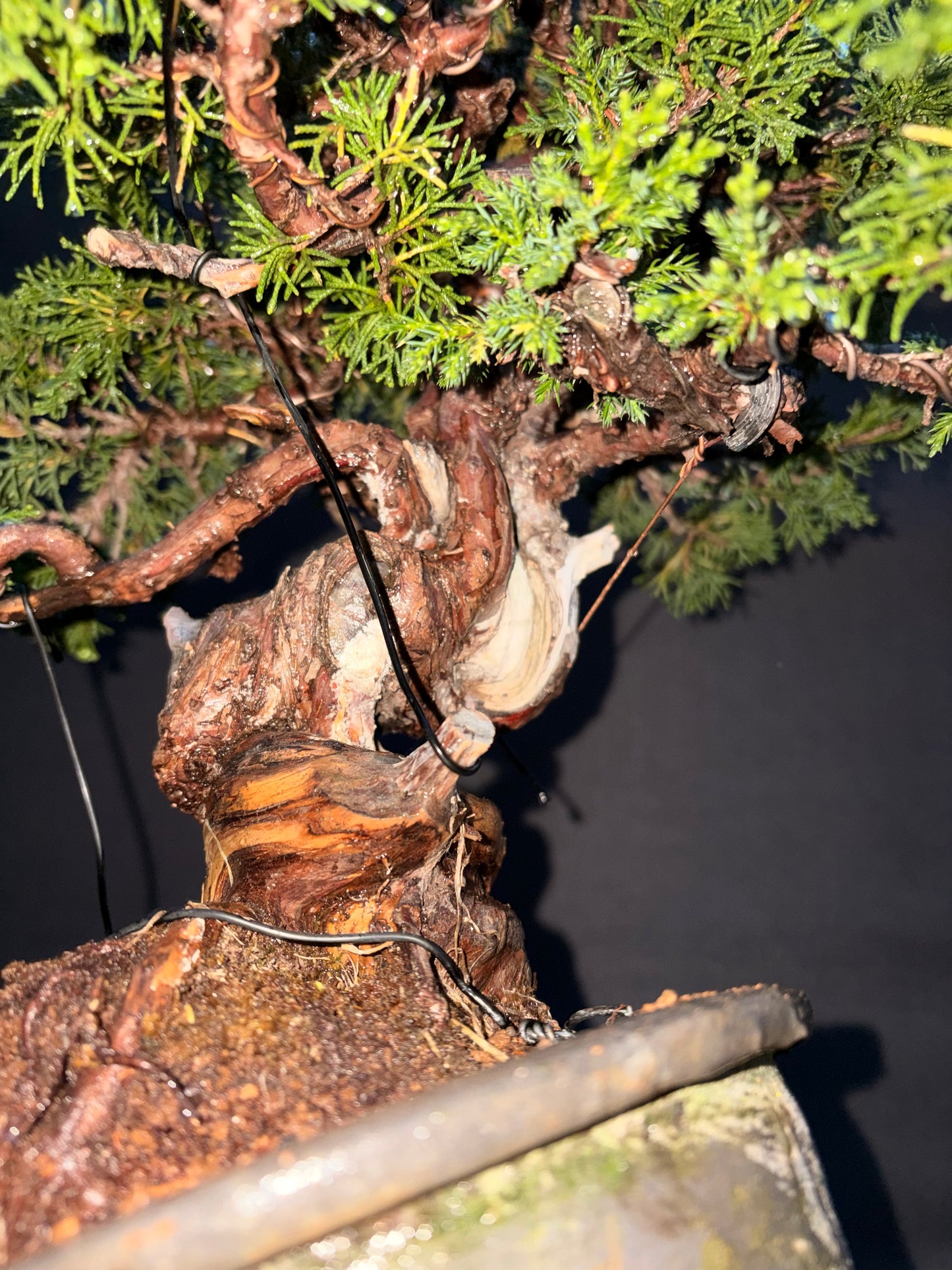 Shimpaku juniper itoigawa