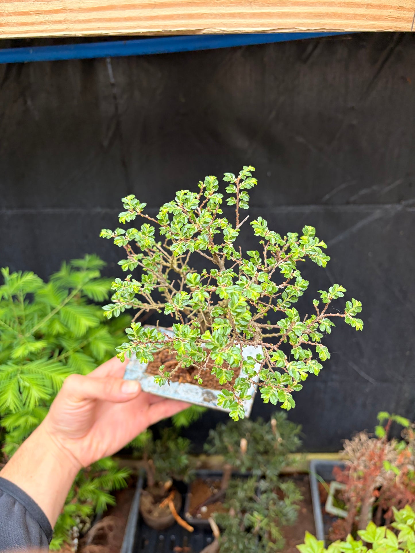 Seiju elm