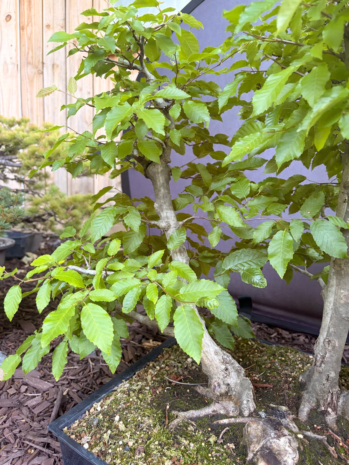 American horbeam clump