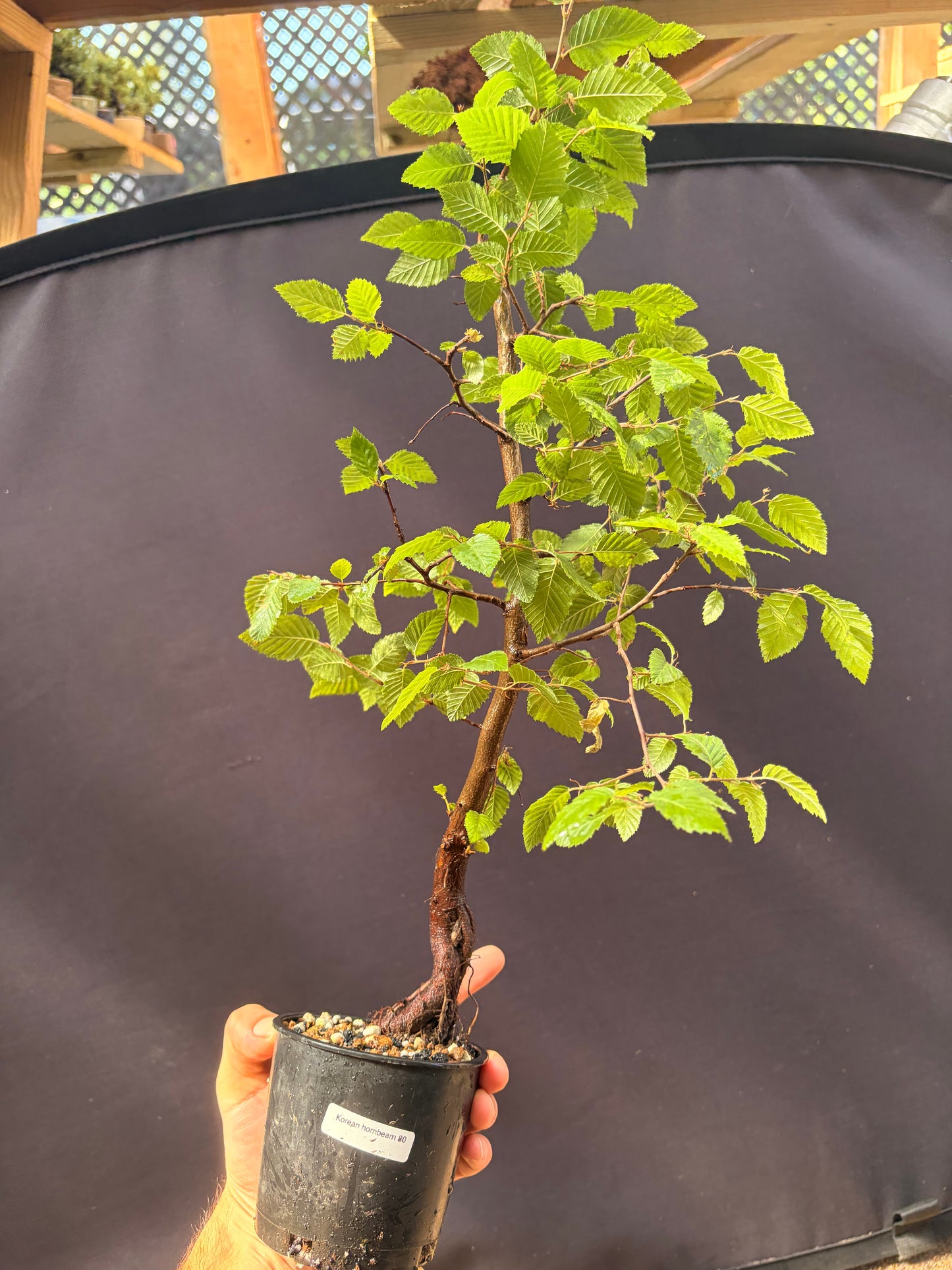 Korean hornbeam