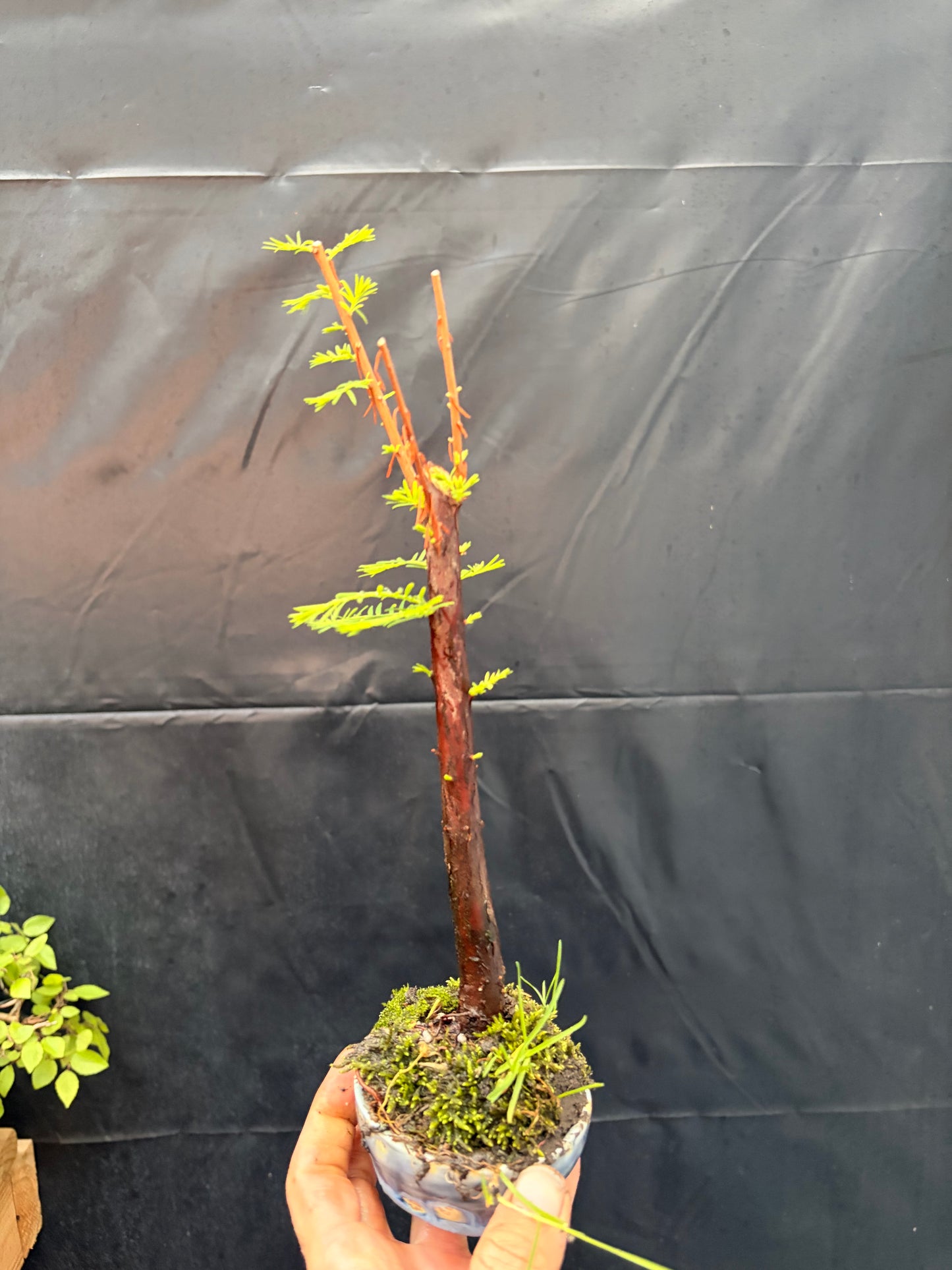 Bald cypress
