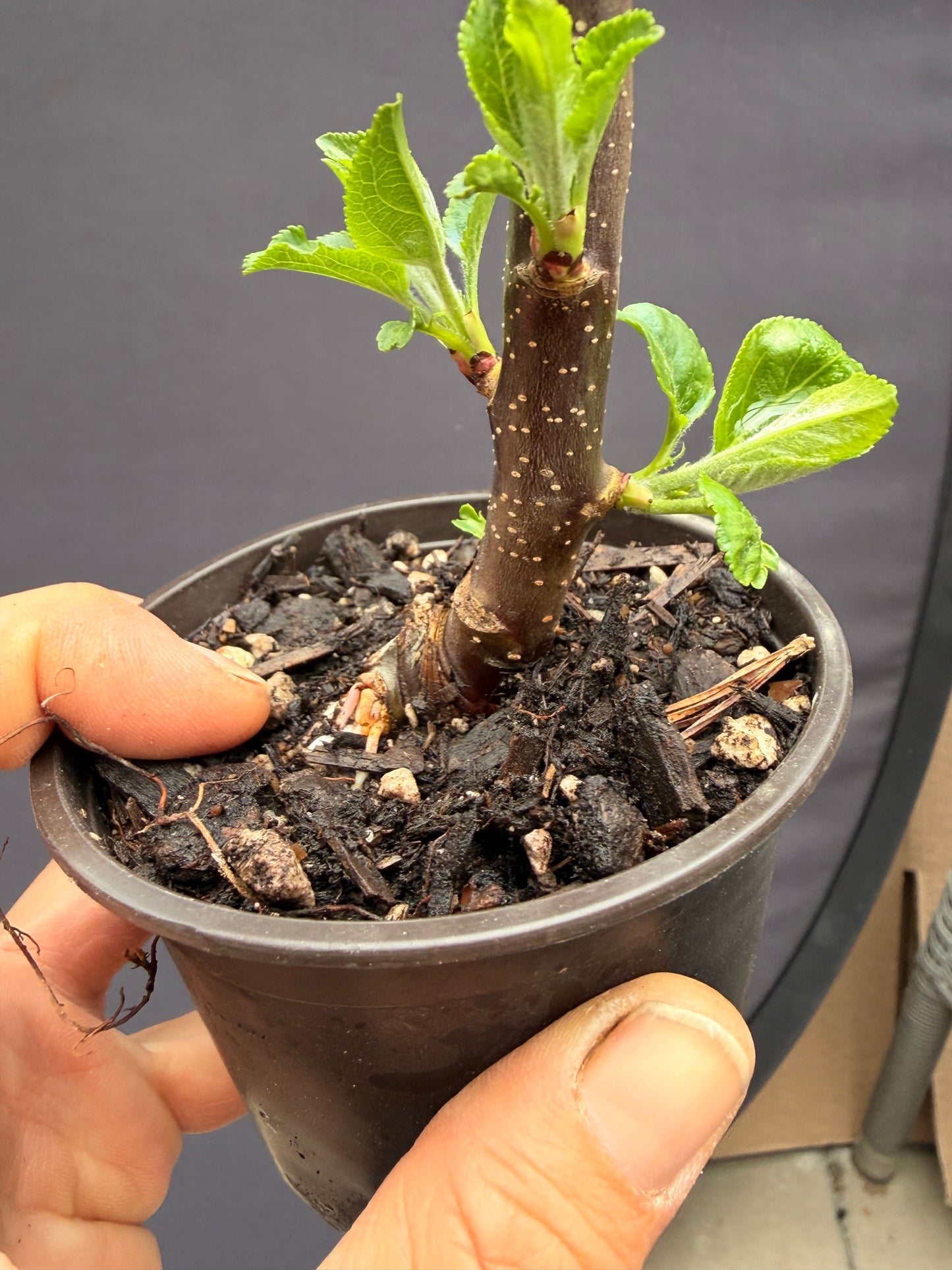 Dwarf apple tangy green
