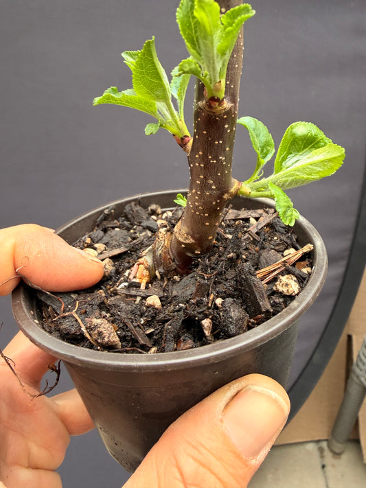 Dwarf apple tangy green