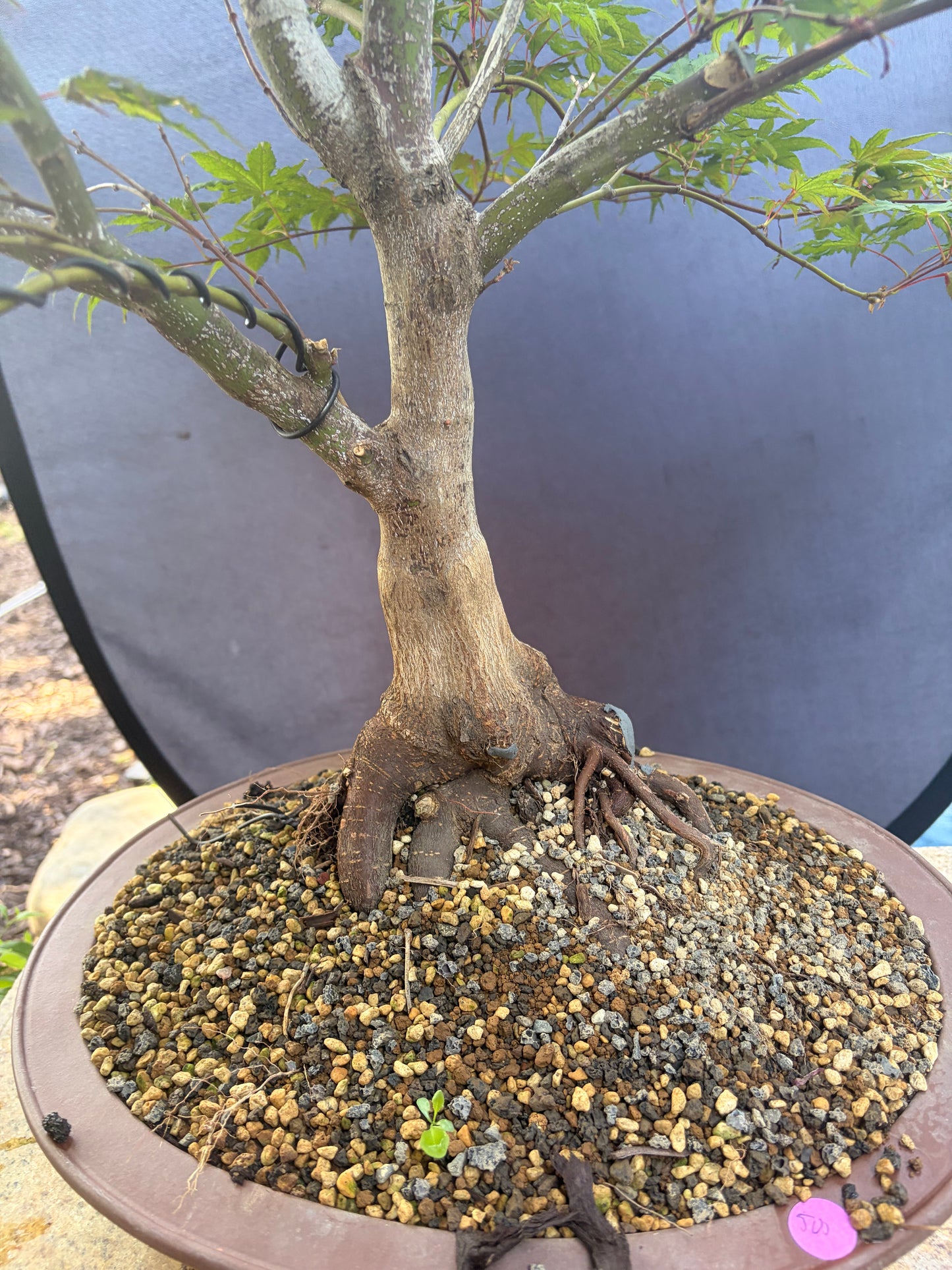 Japanese maple purple ghost