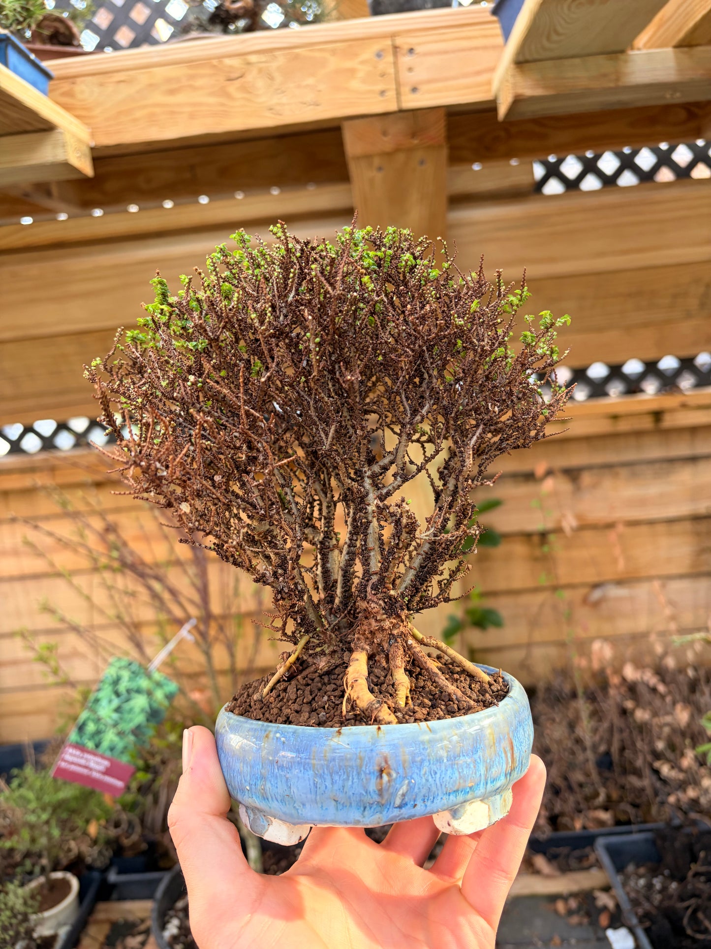 Hokkaido Chinese elm