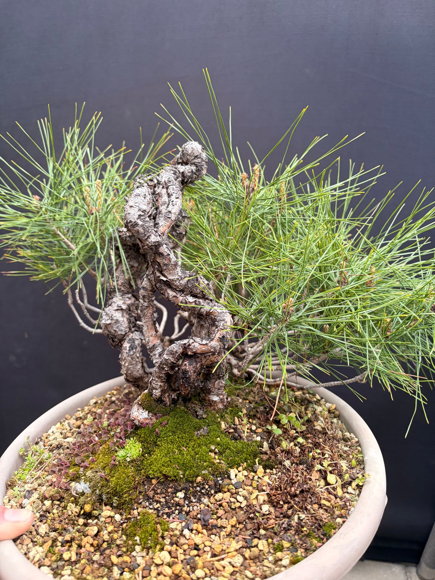 Japanese red pine