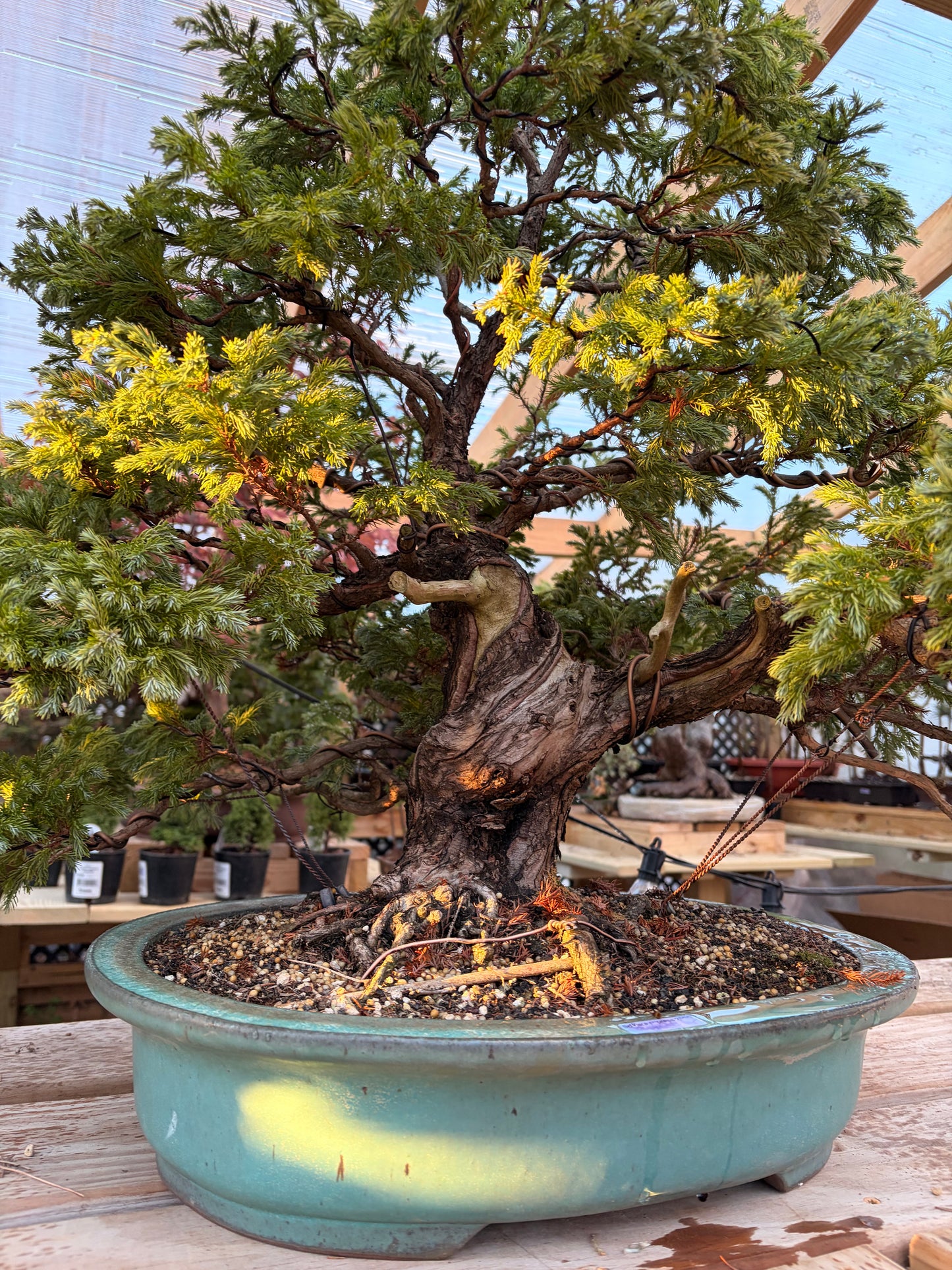 Sawara cypress