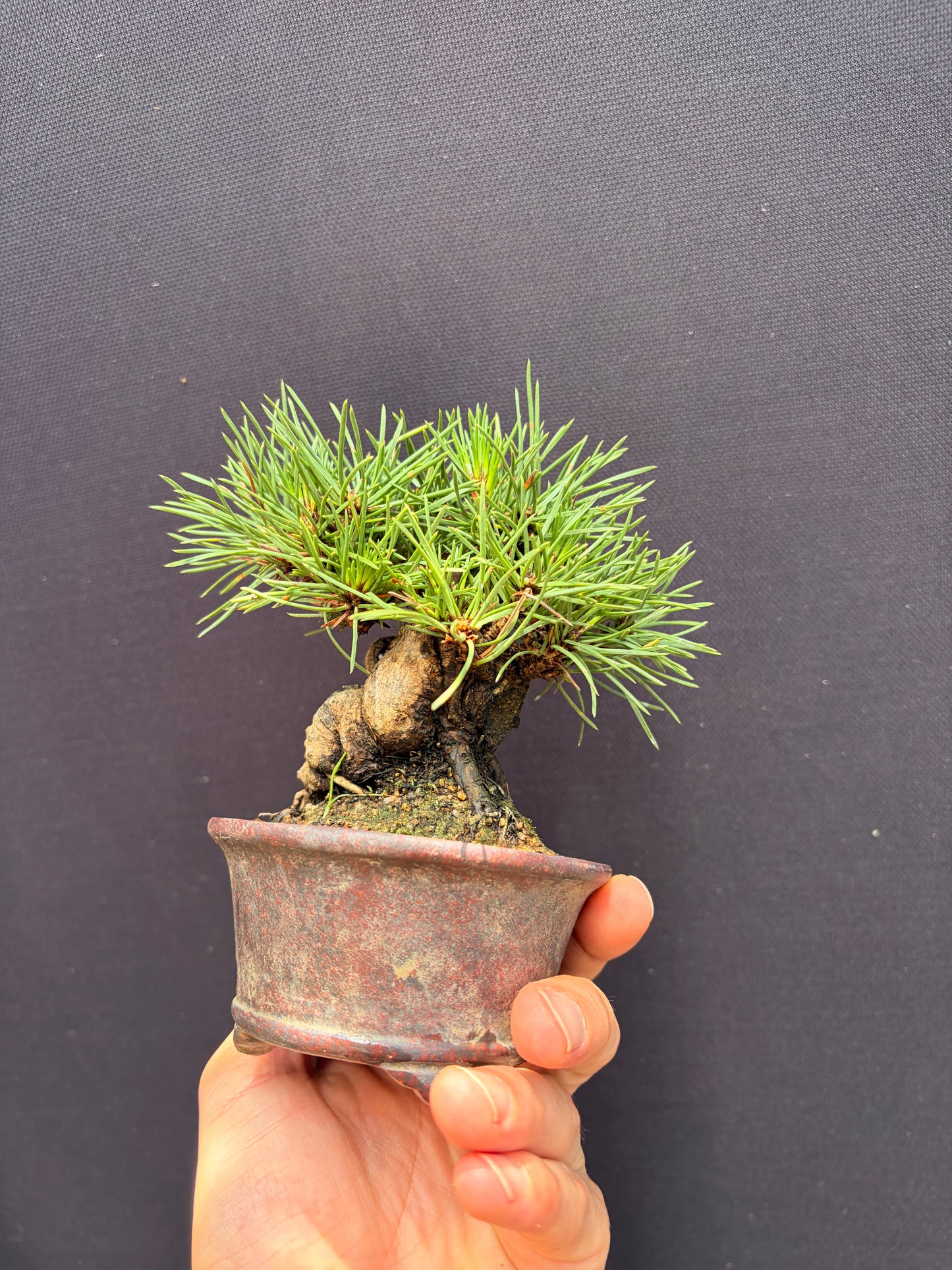 Japanese black pine