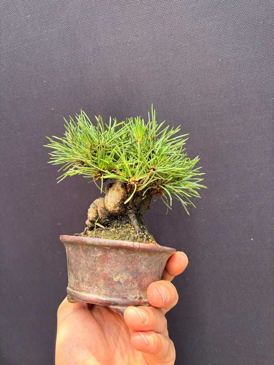 Japanese black pine