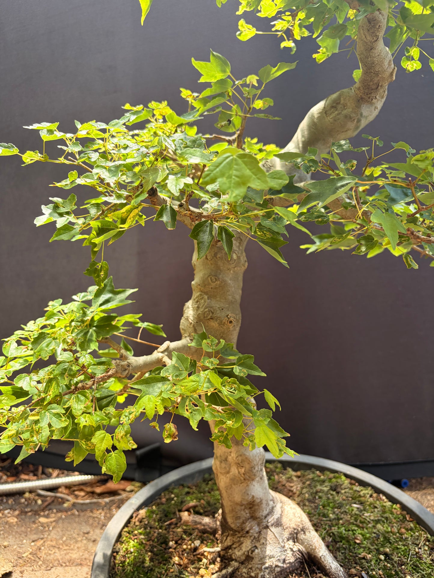 Trident maple