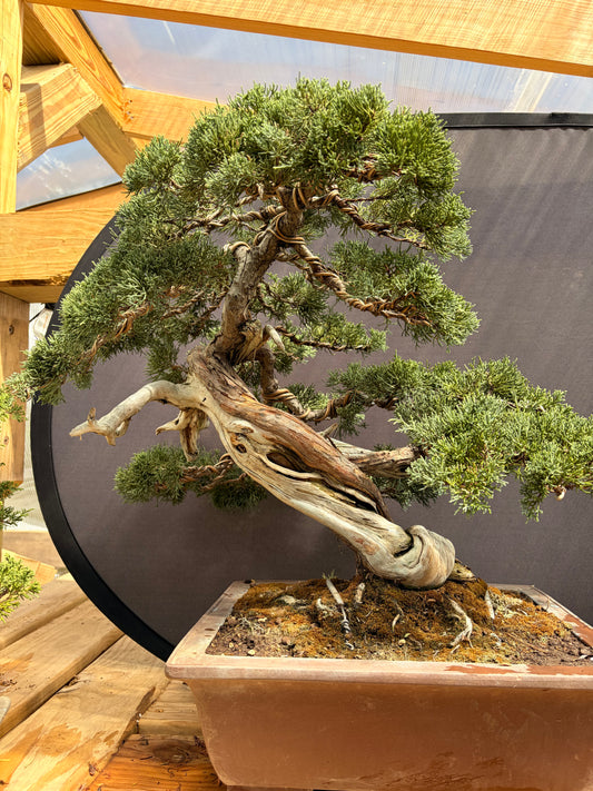 Shimpaku juniper