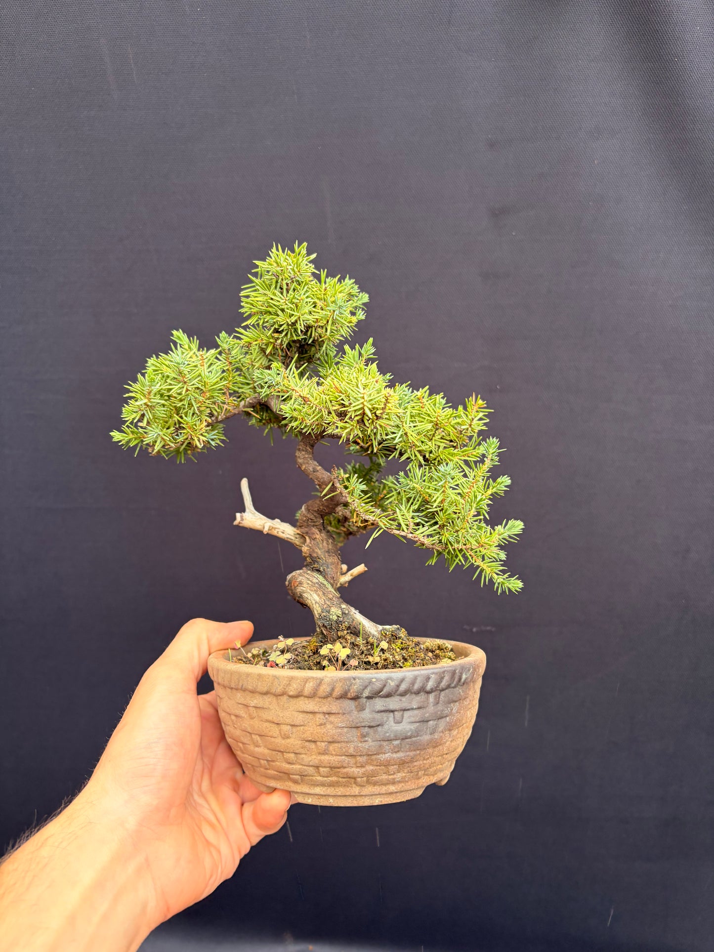 Tosho needle juniper