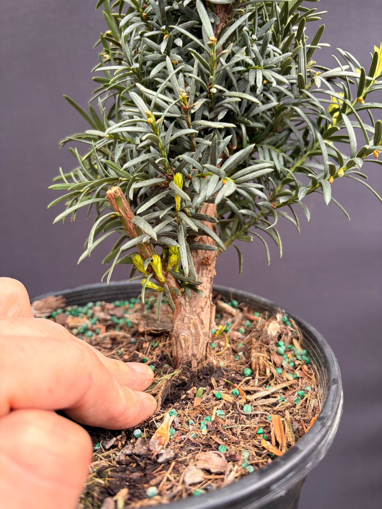Yew