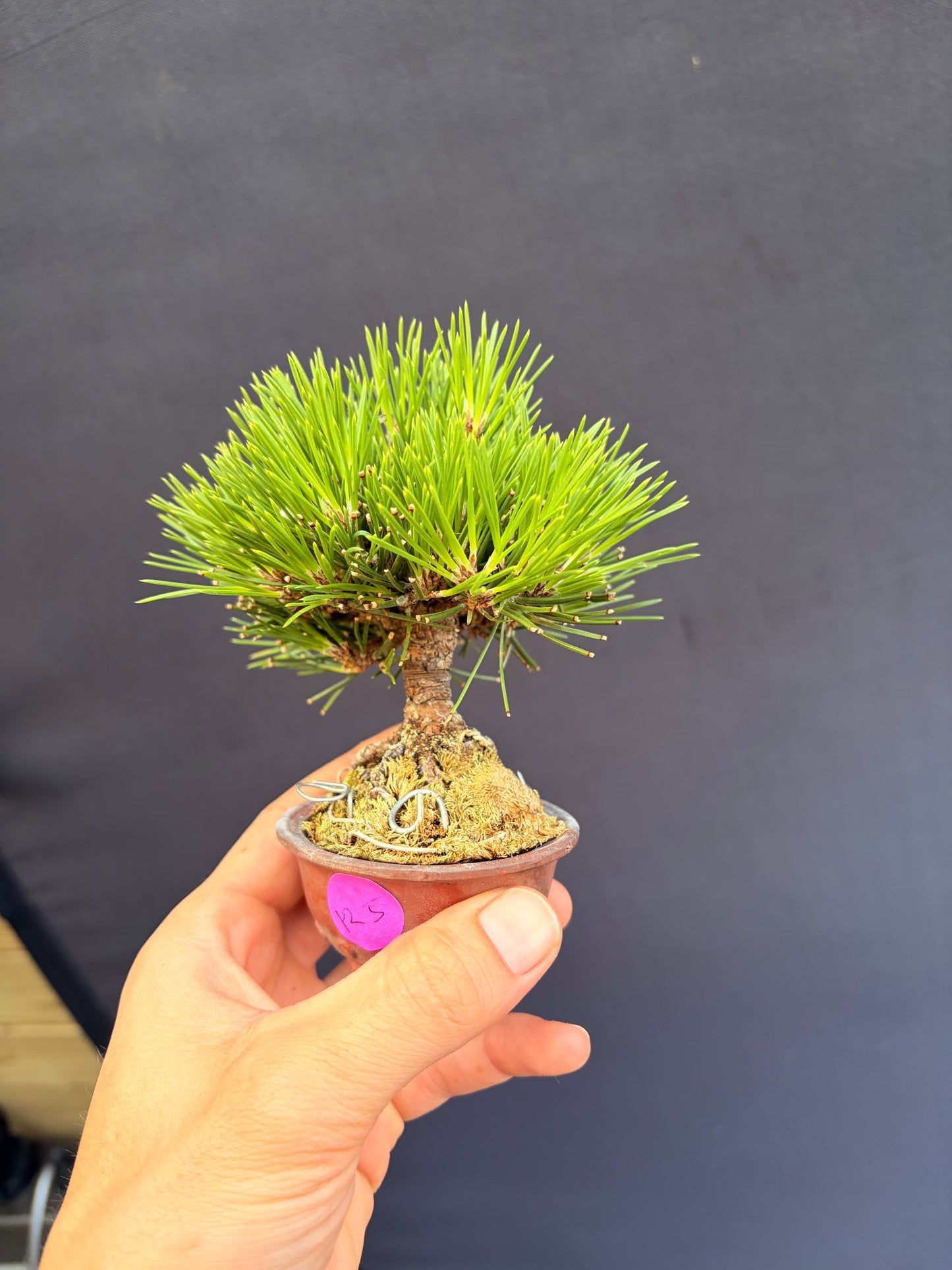 Japanese black pine