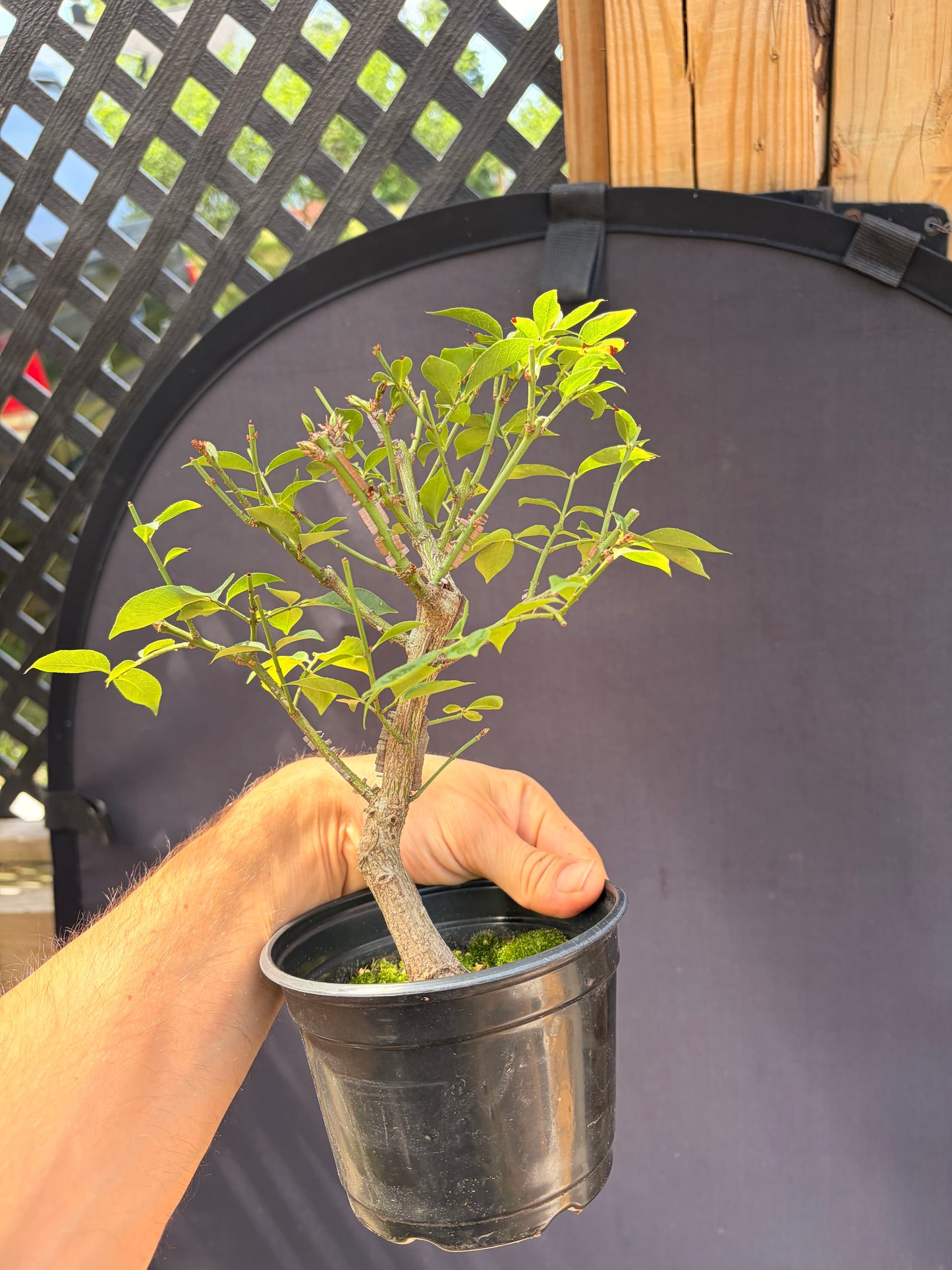Burning bush