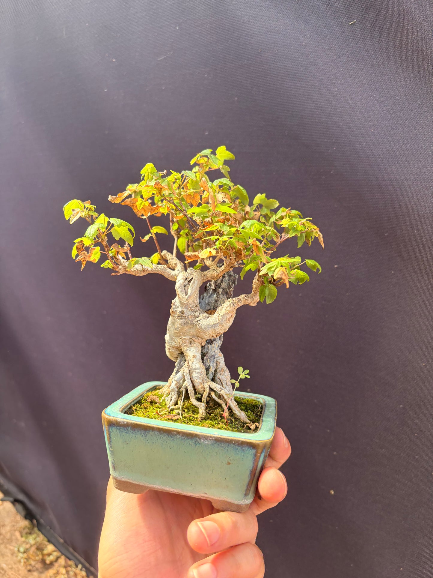 Trident maple
