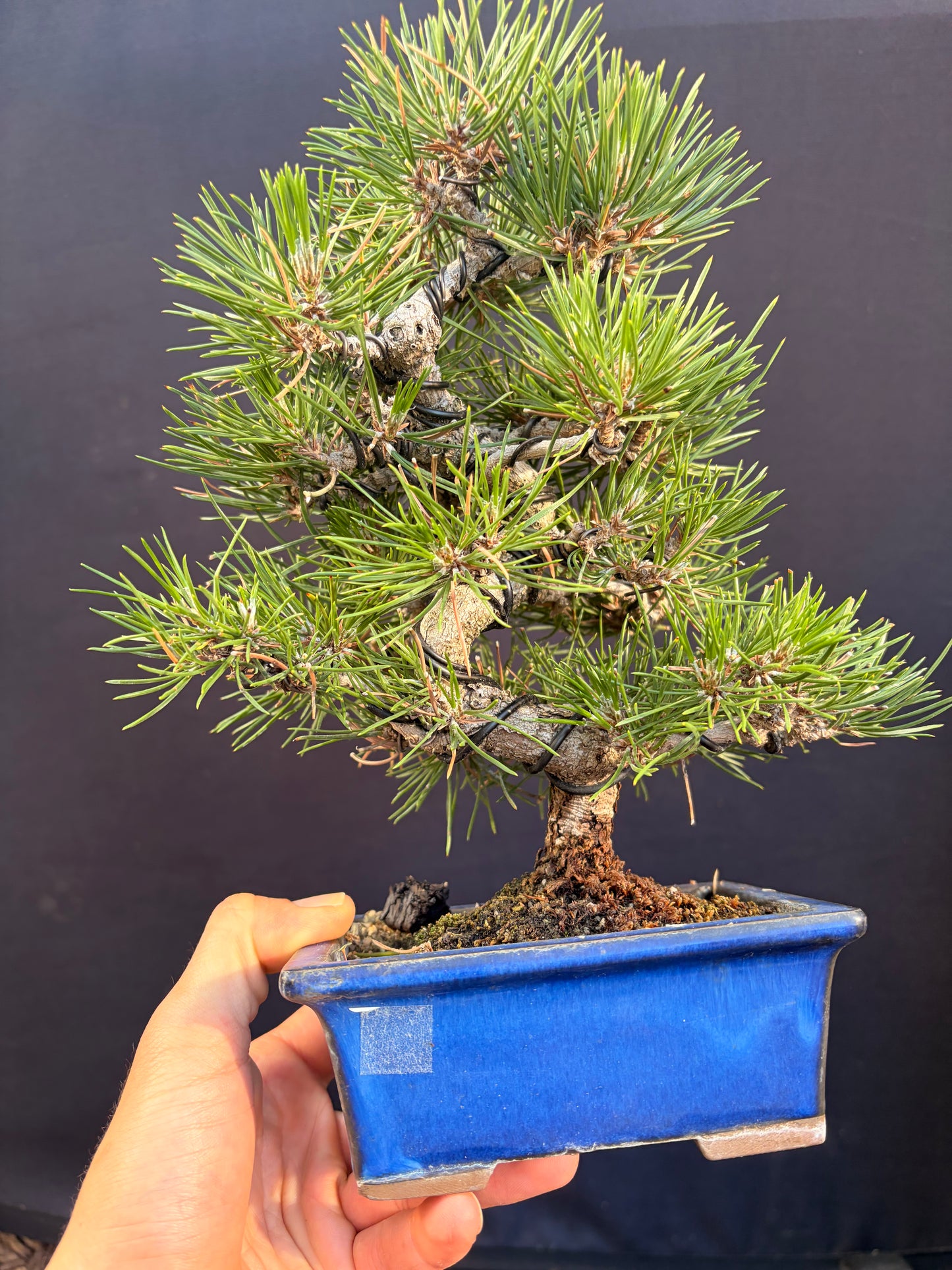 Japanese black pine