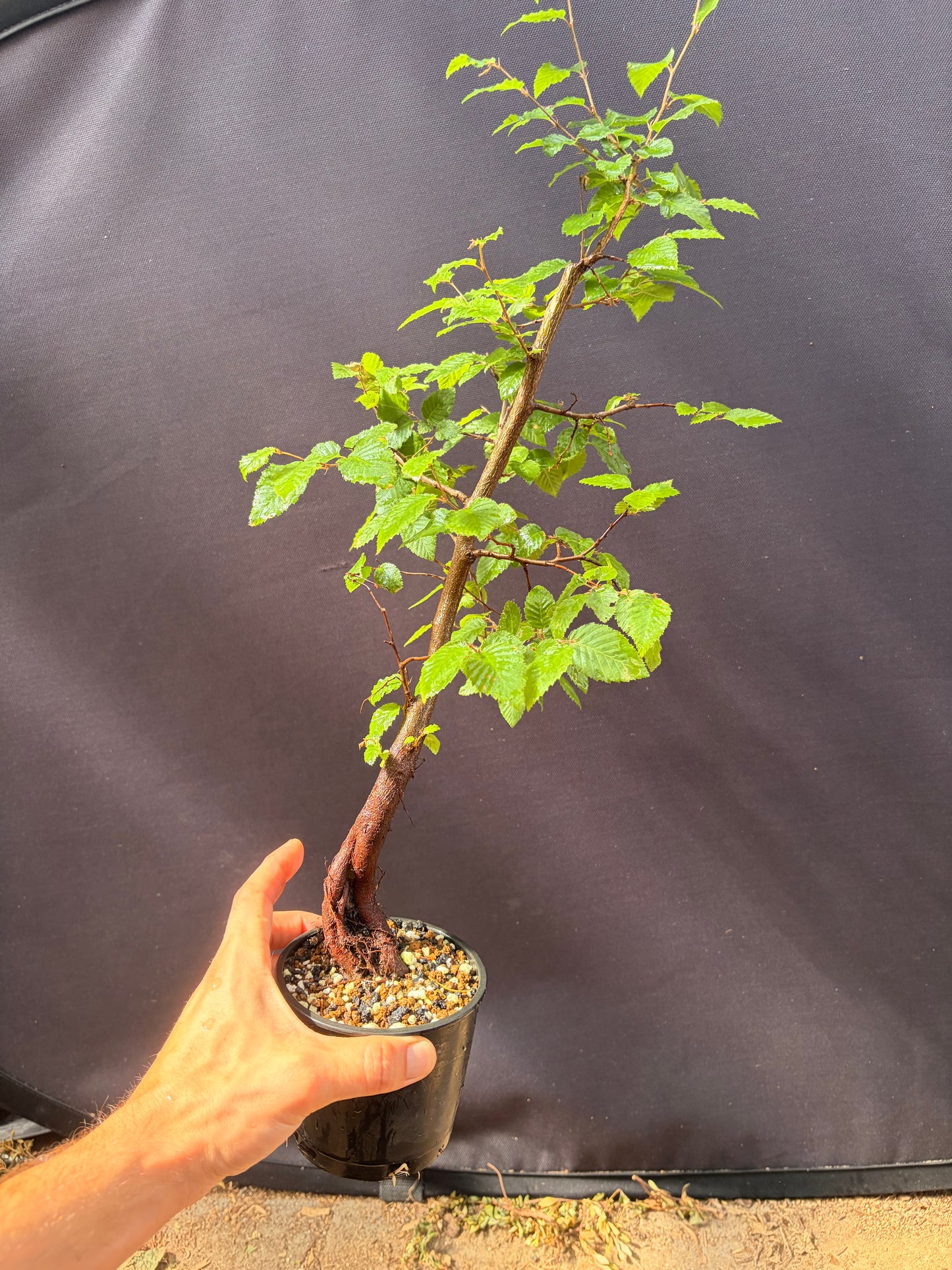 Korean hornbeam