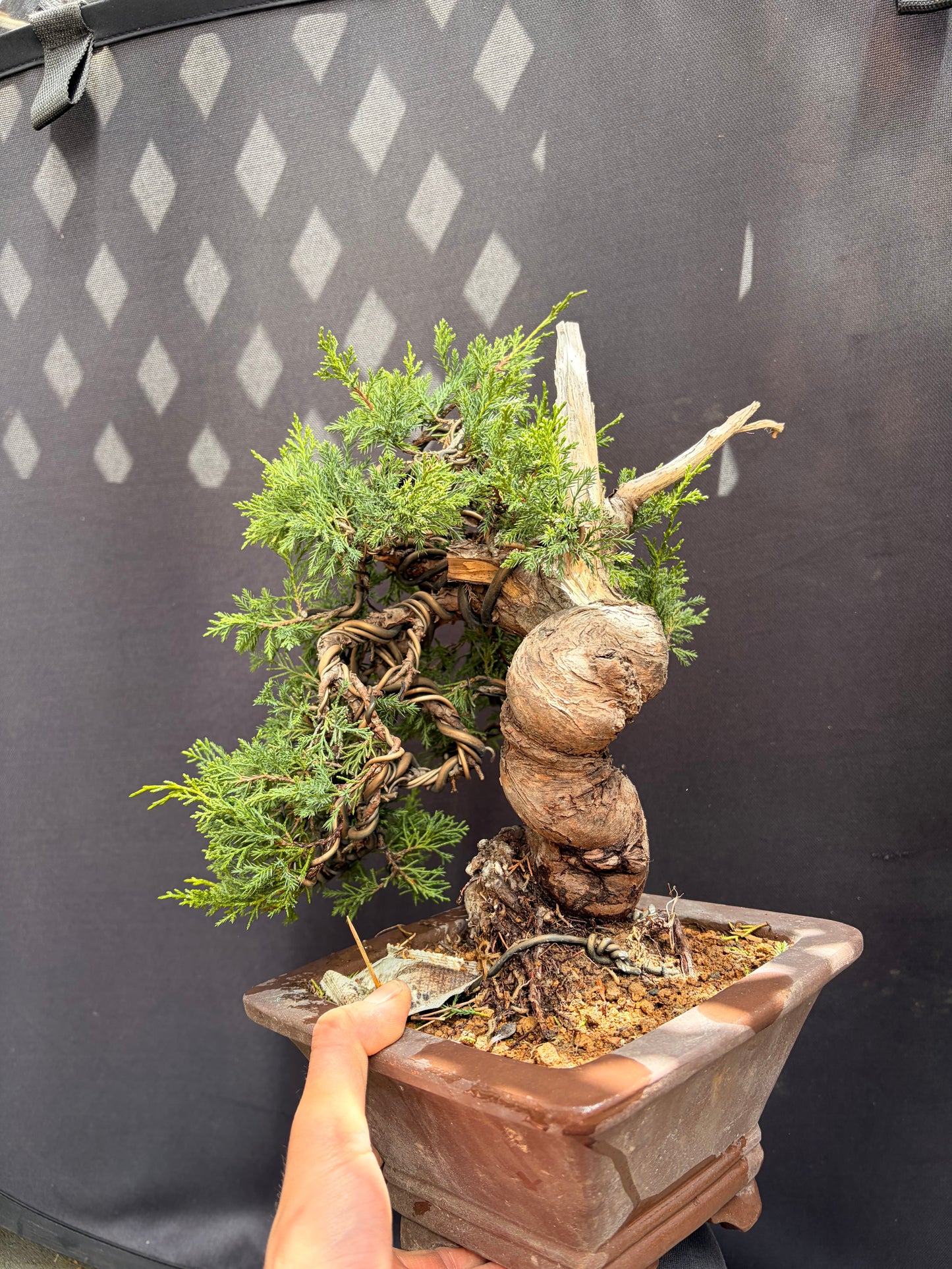 Shimpaku juniper itoigawa (Copy)