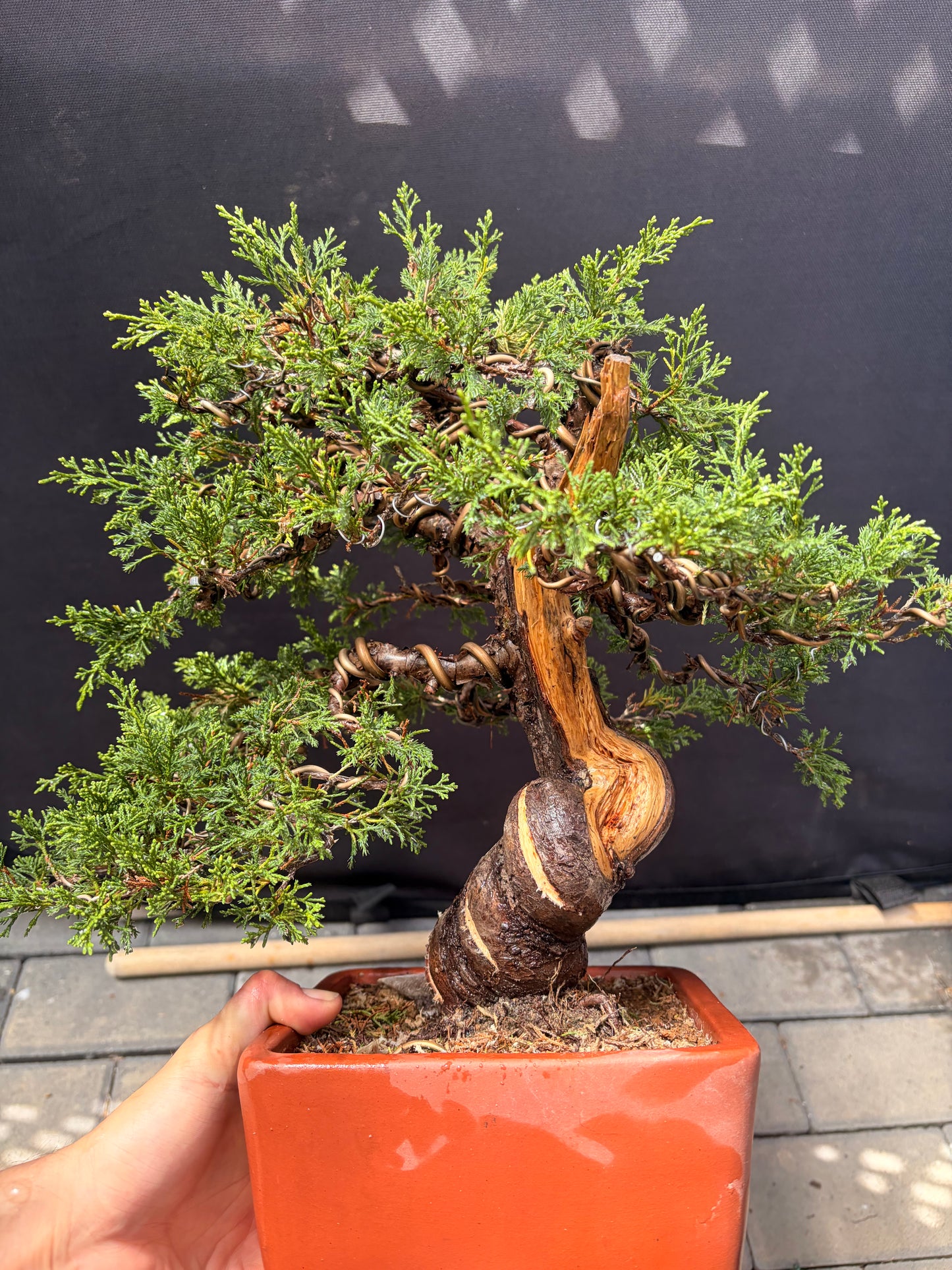 Shimpaku juniper itoigawa
