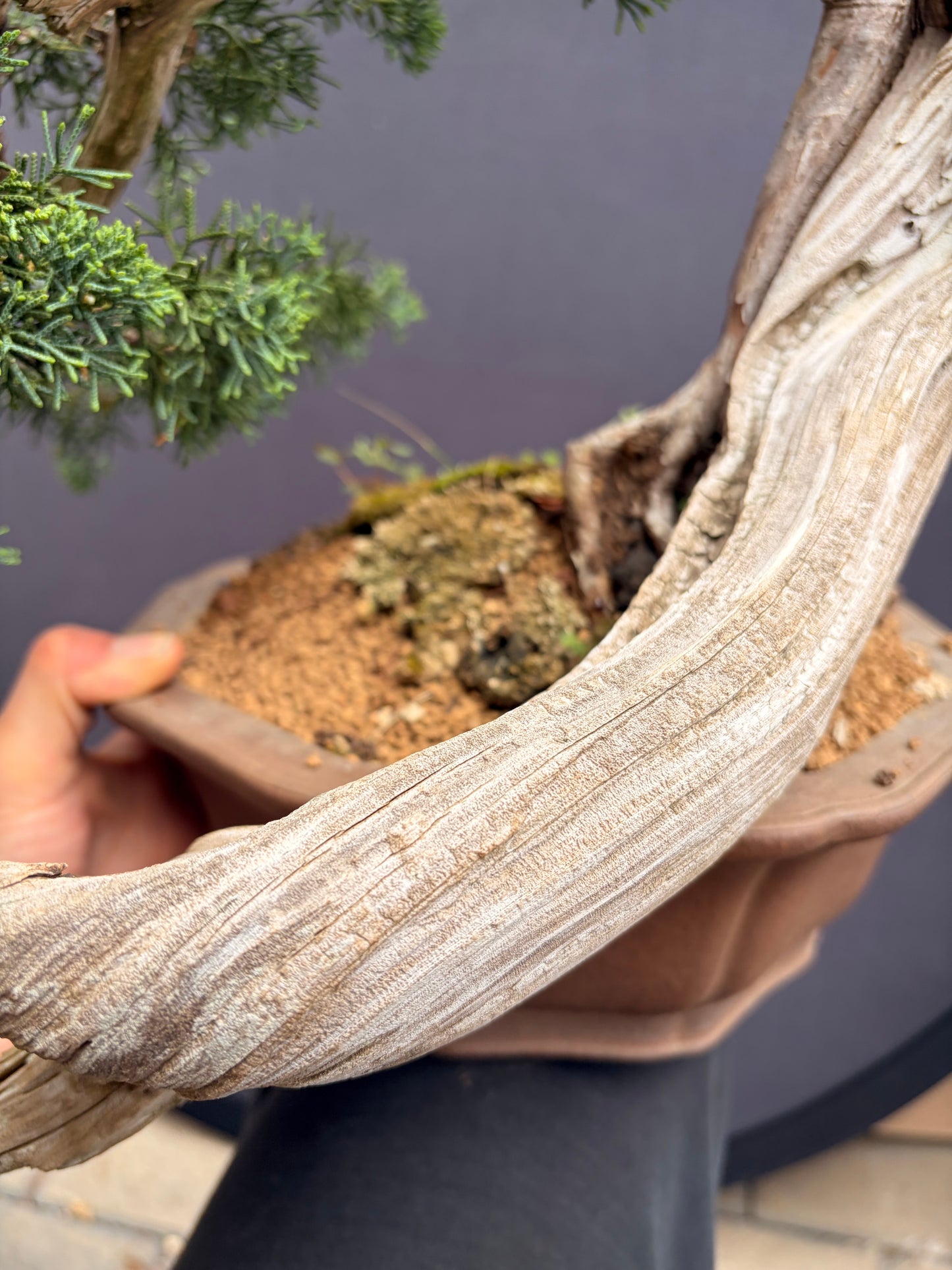 Shimpaku Kishu on Rocky Mountain