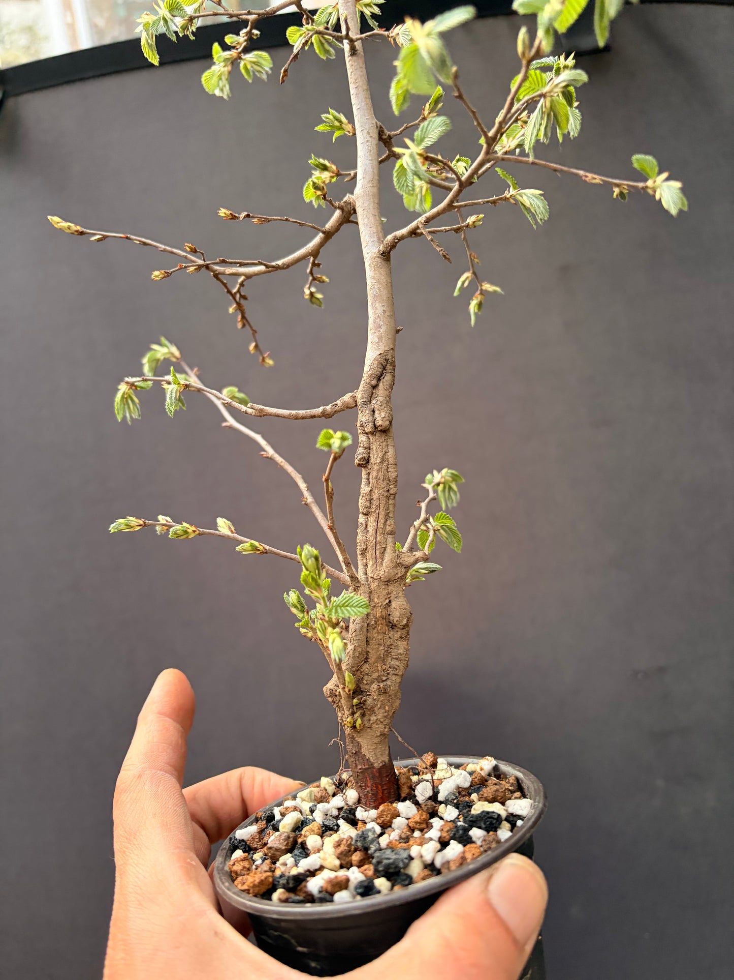 Korean hornbeam