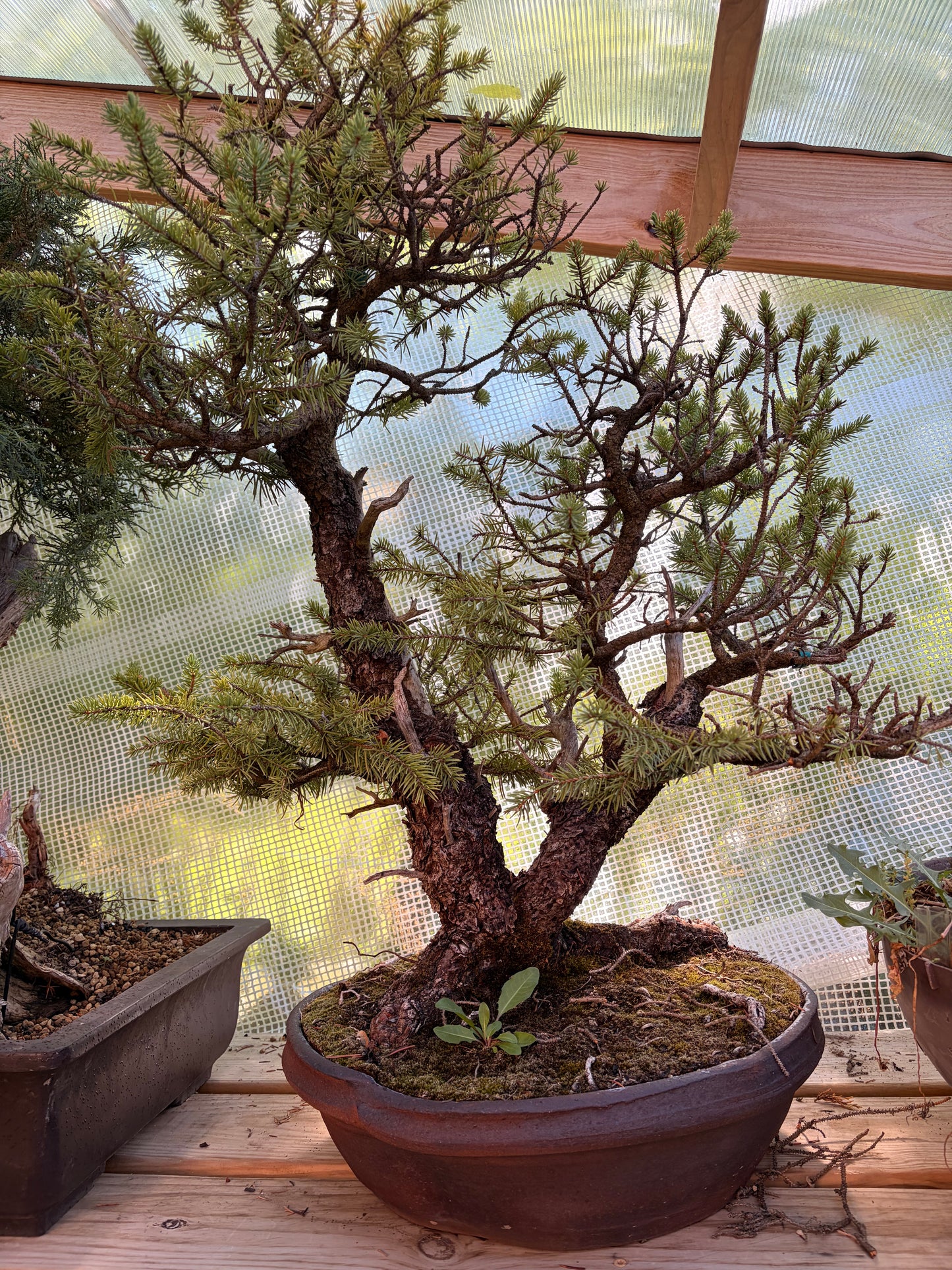 Spruce Ron lang pot