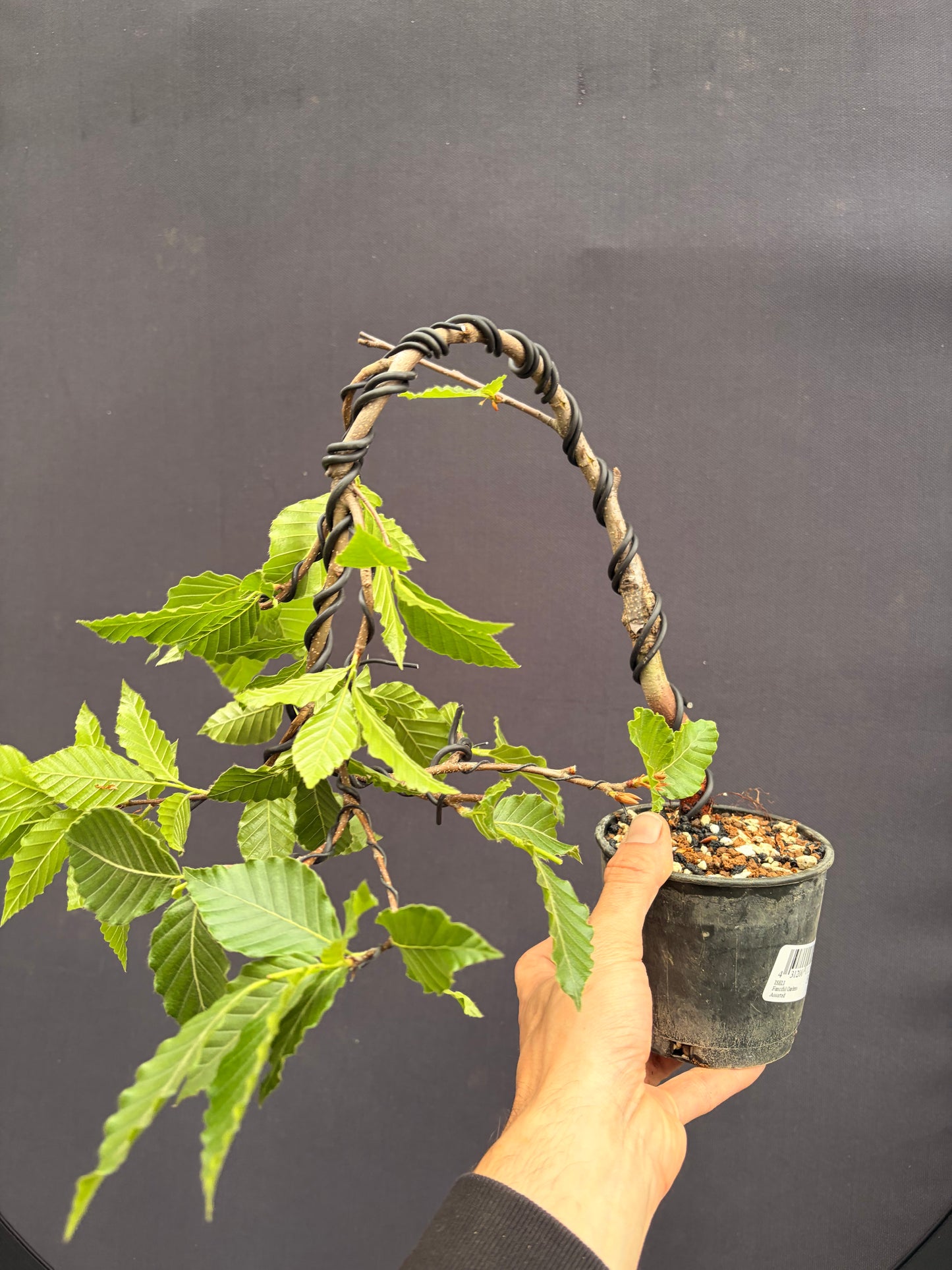 Japanese hornbeam