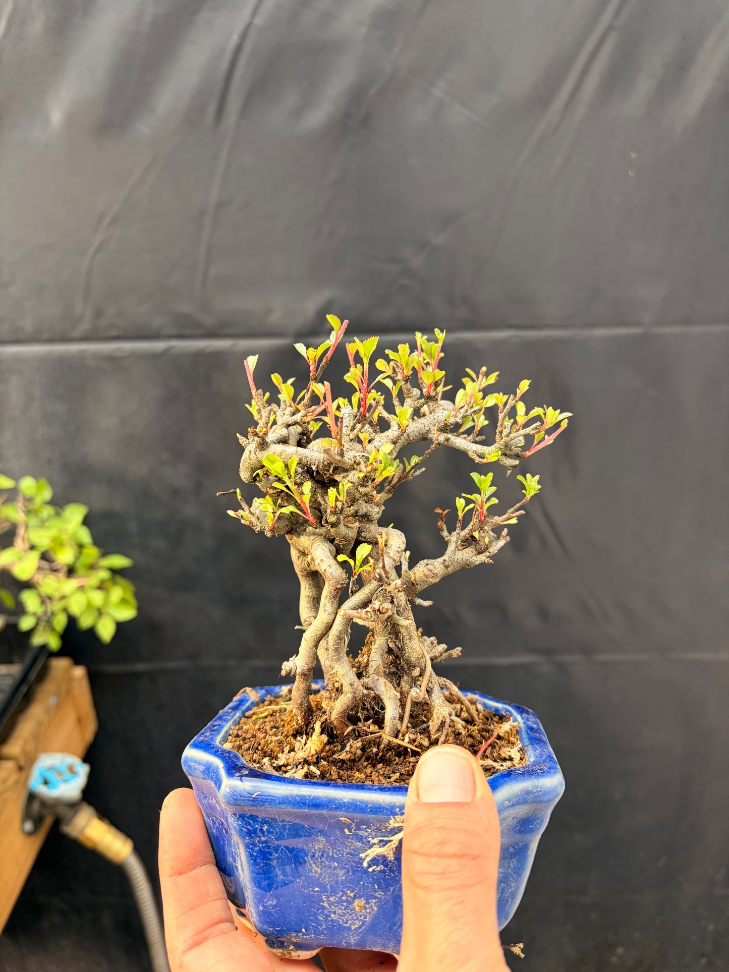 Red chojubai