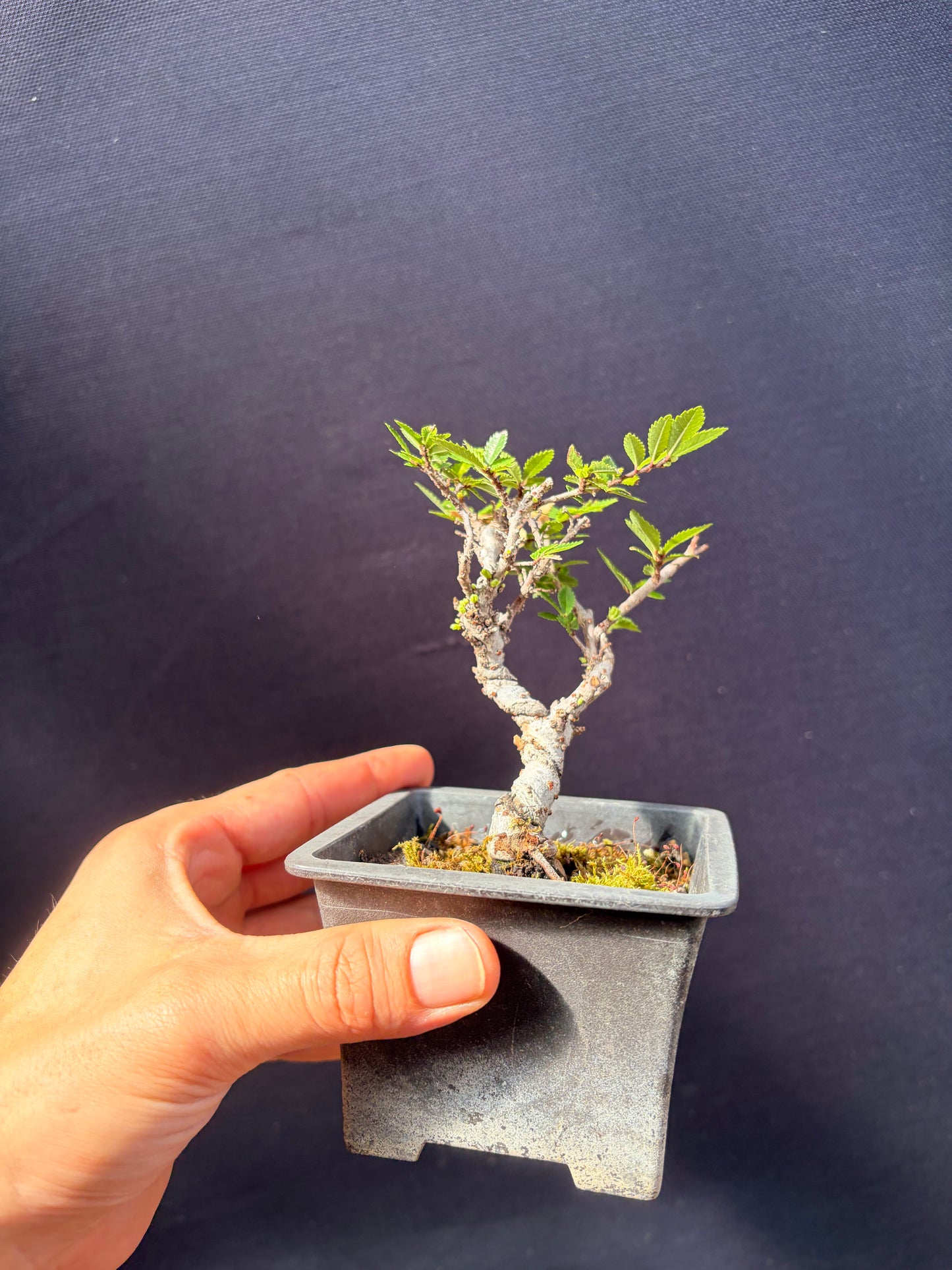 Nire Chinese elm
