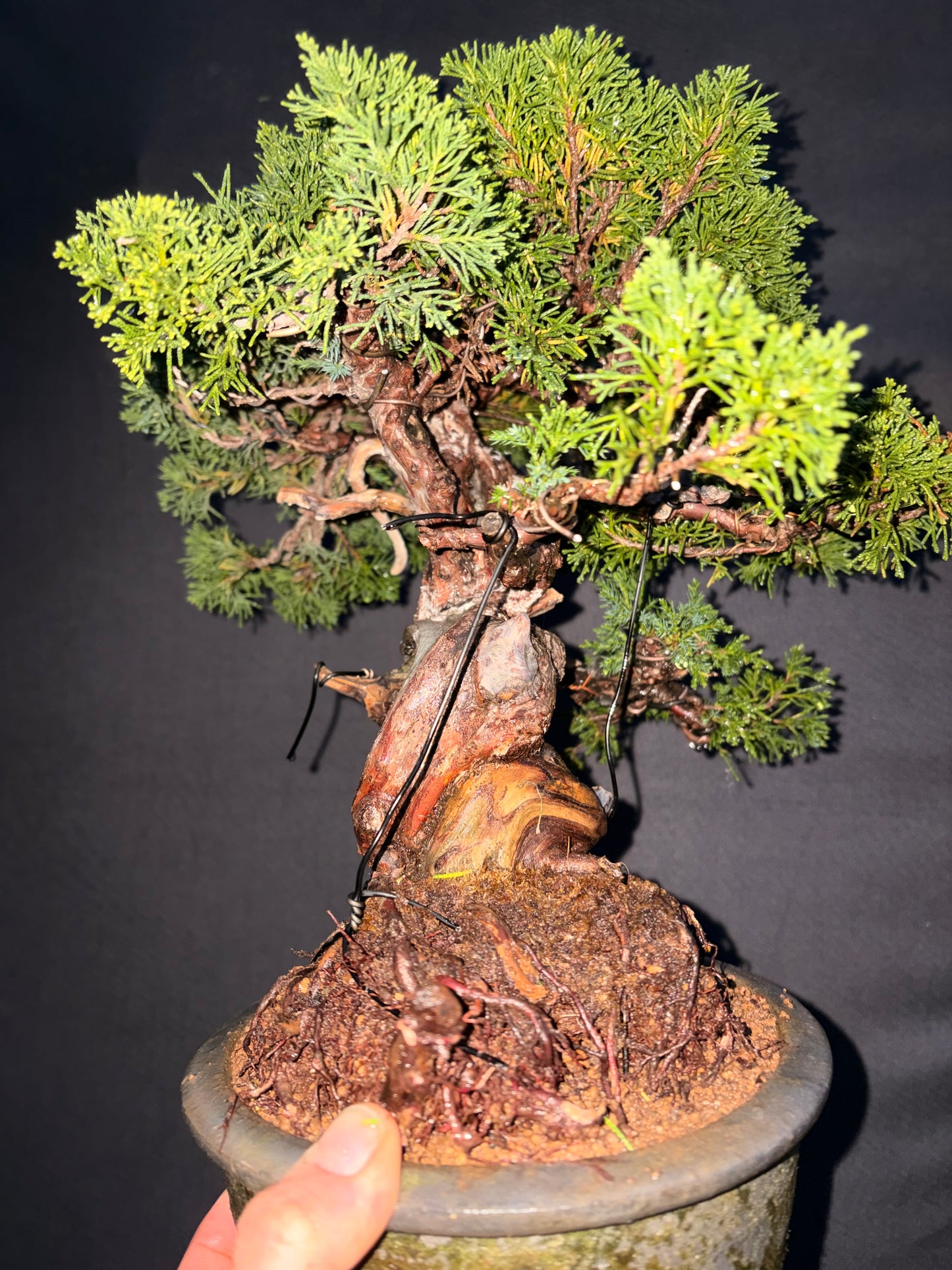 Shimpaku juniper itoigawa