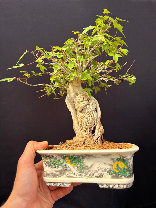 Trident maple root over rock