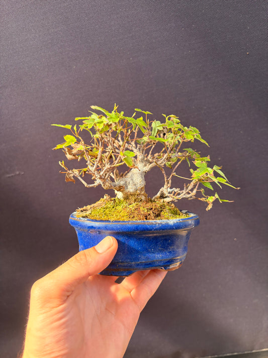 Trident maple