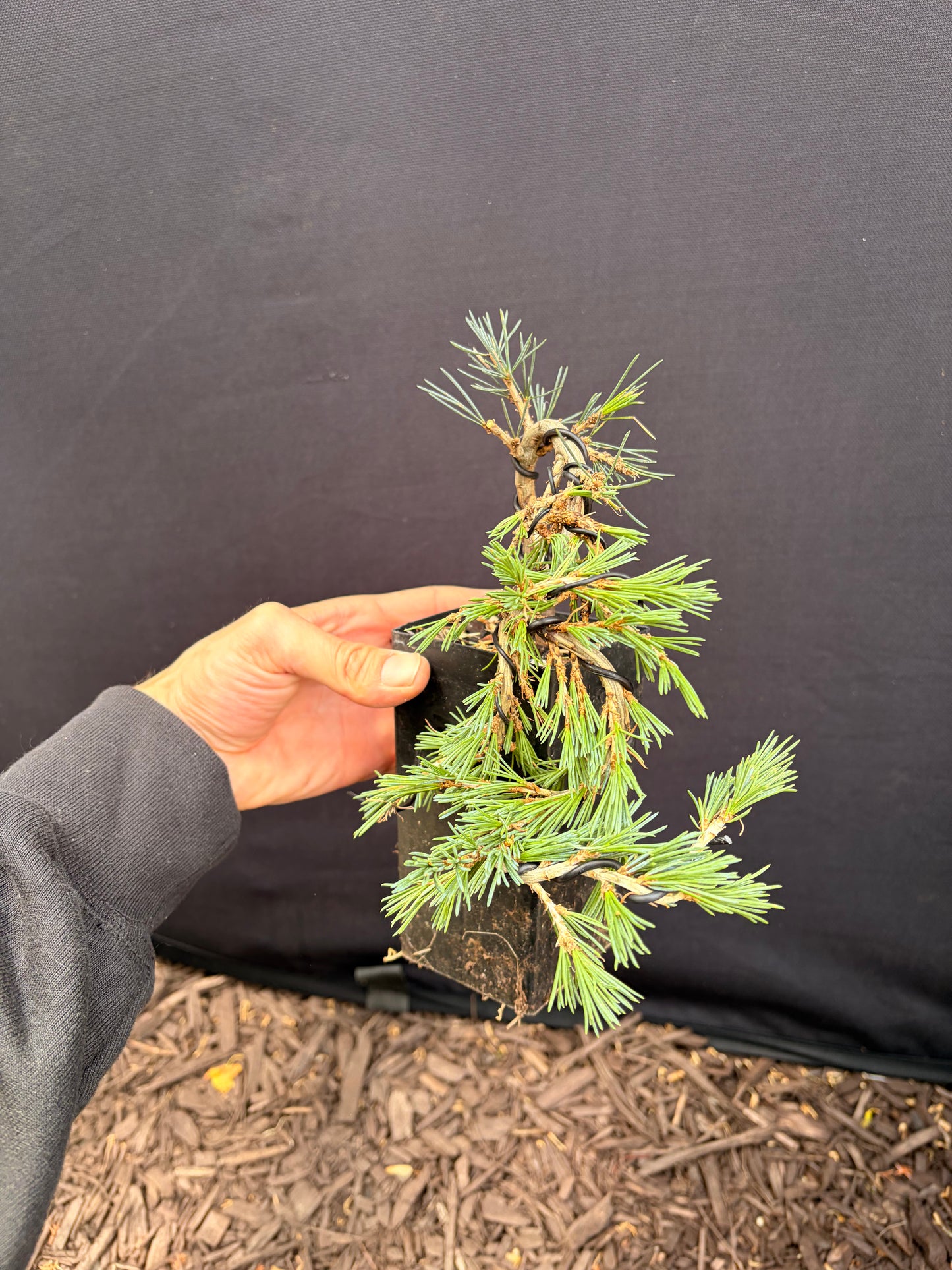 Blue atlas cedar dwarf