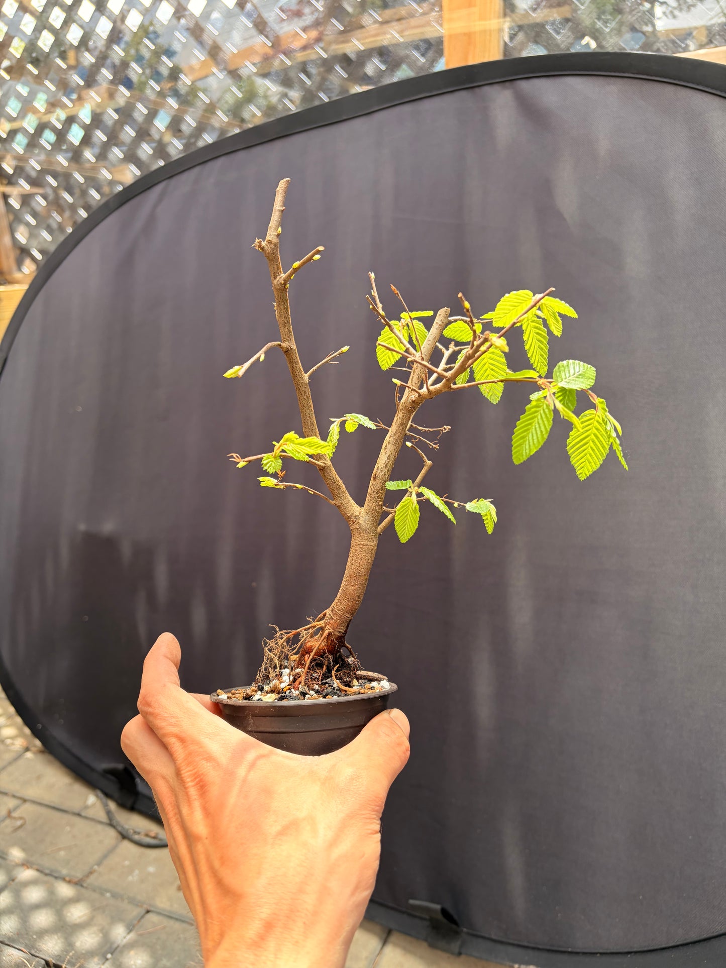 Korean hornbeam