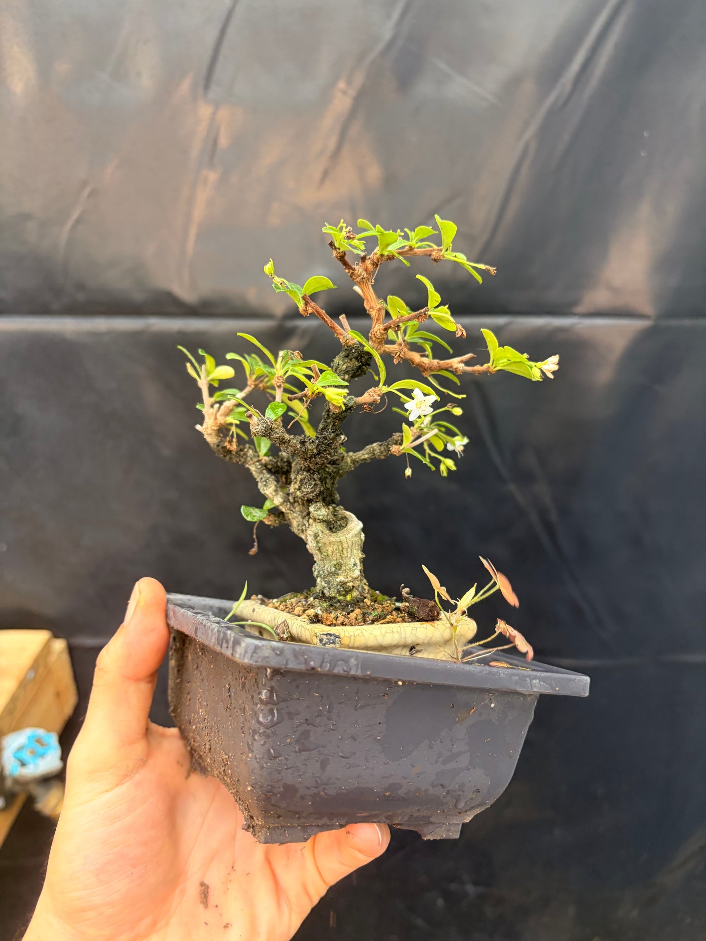 Fukien tea tree