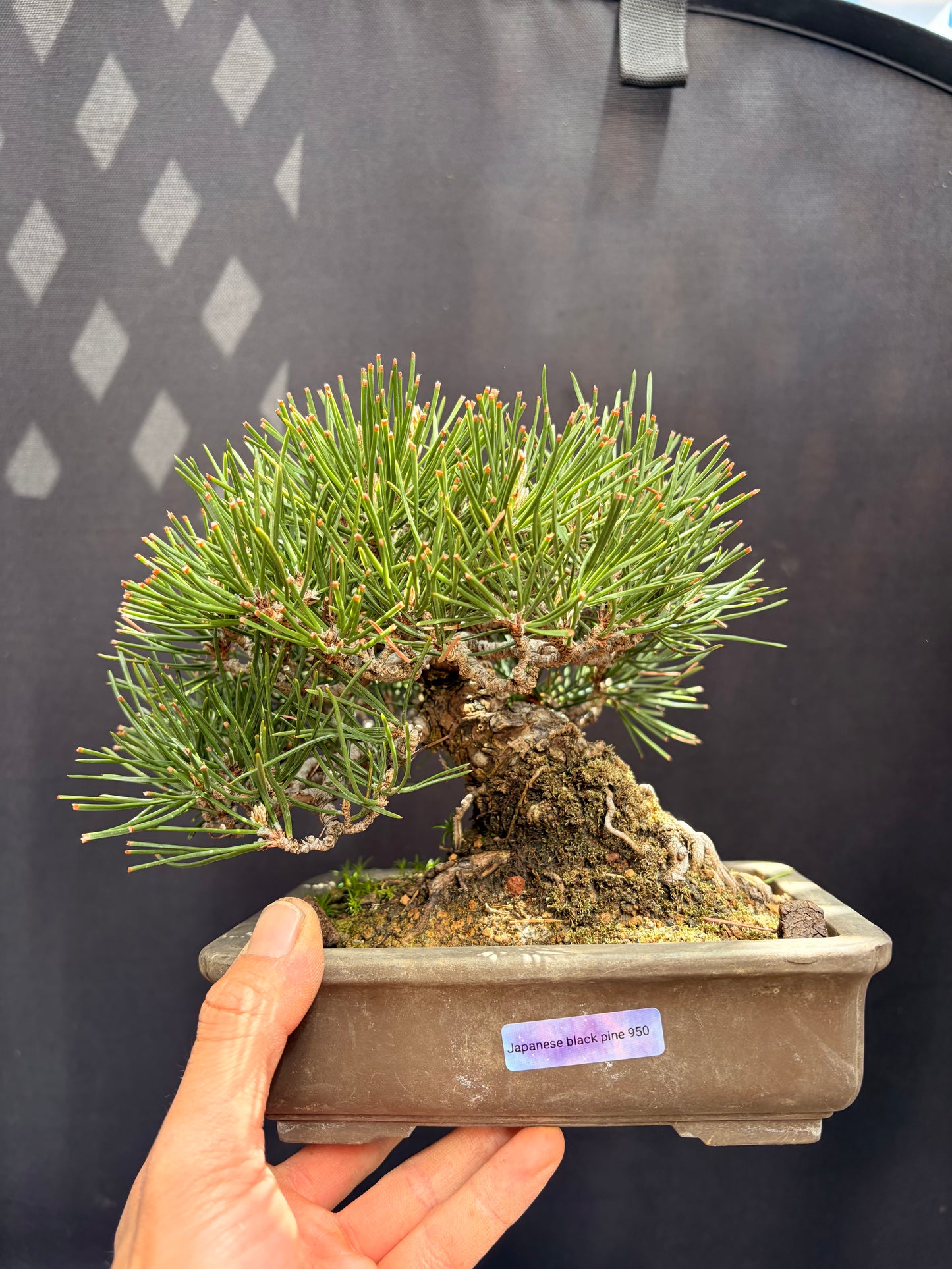 Japanese black pine
