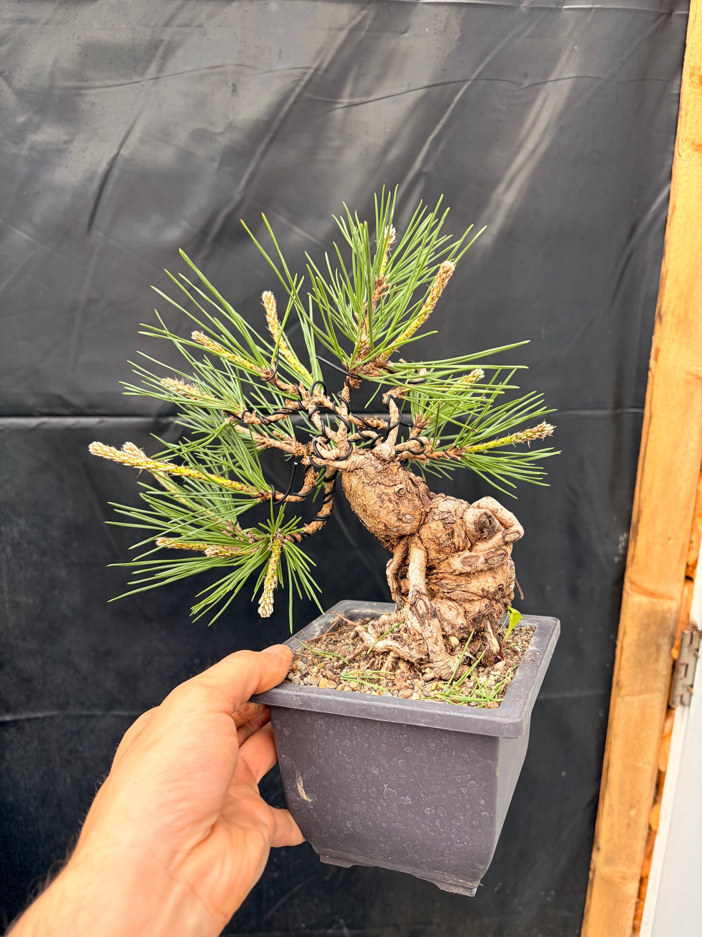 Japanese black pine exposed roots