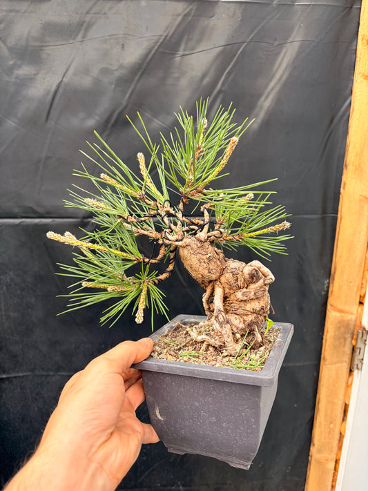 Japanese black pine exposed roots