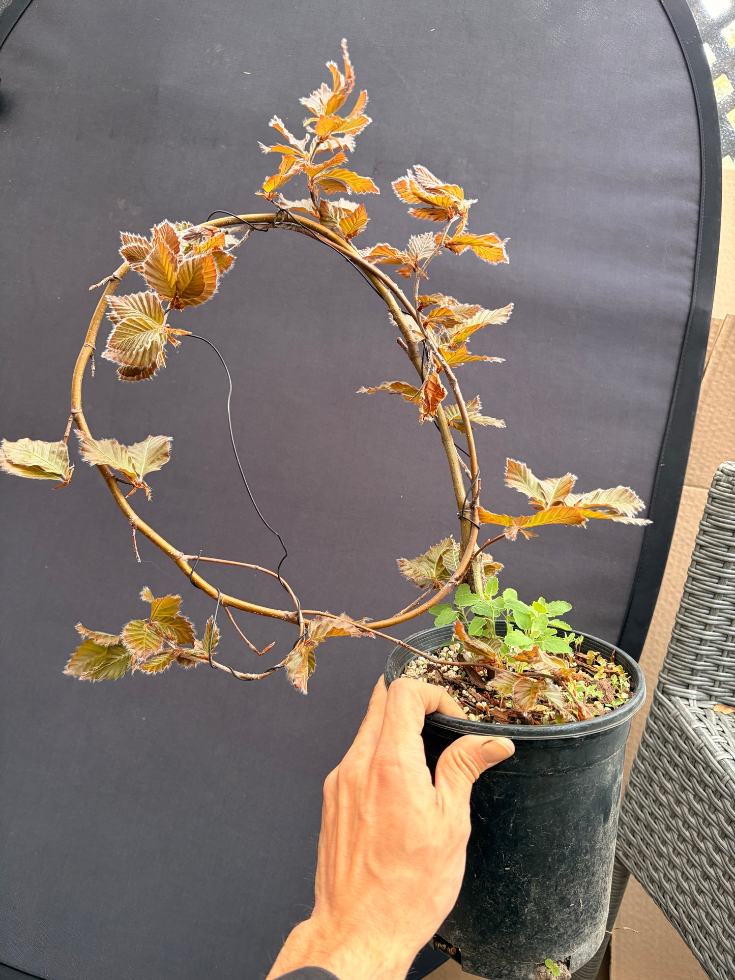 Purple European beech